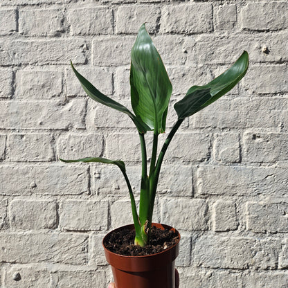 Strelitzia nicolai (White Bird of Paradise)