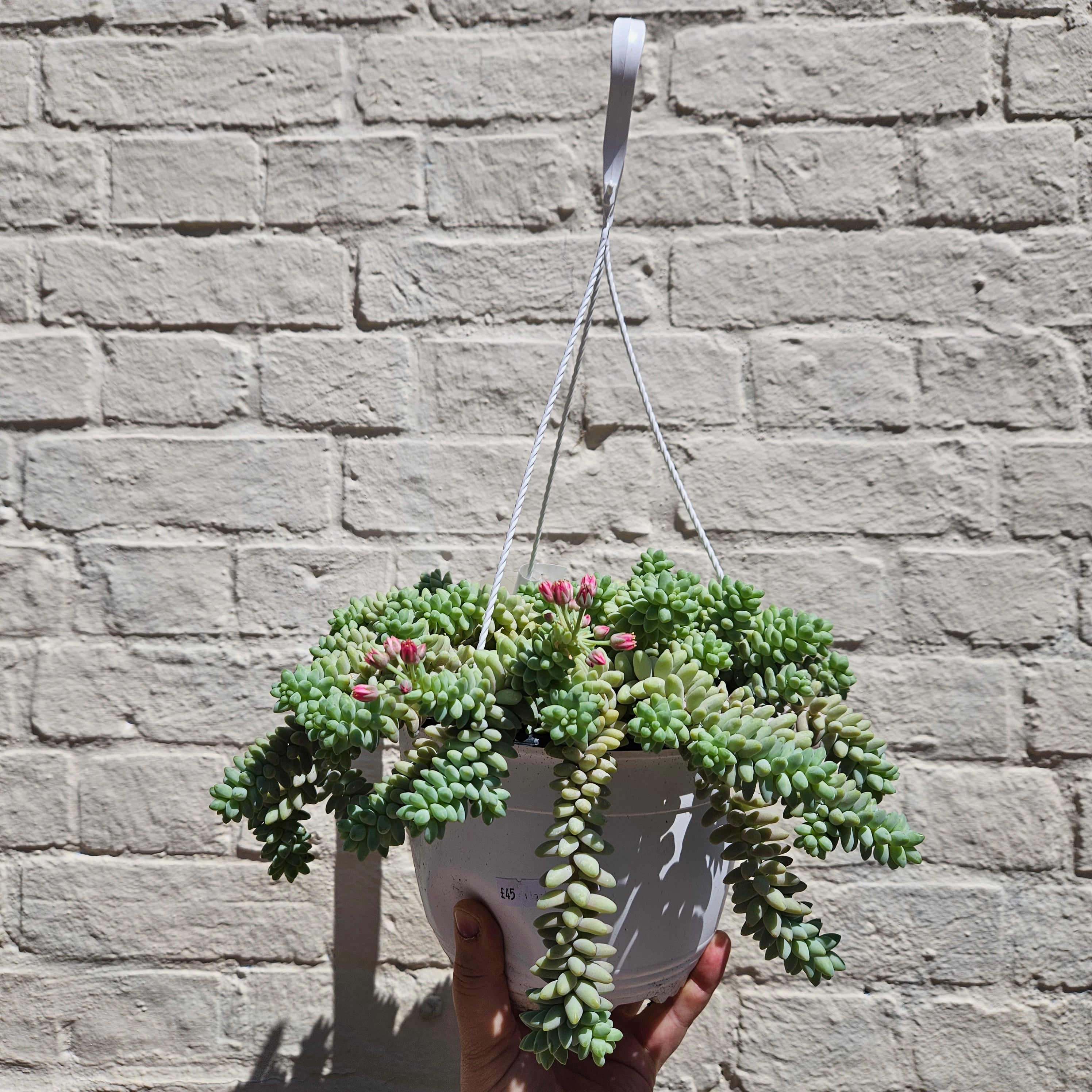 Sedum morganianum &