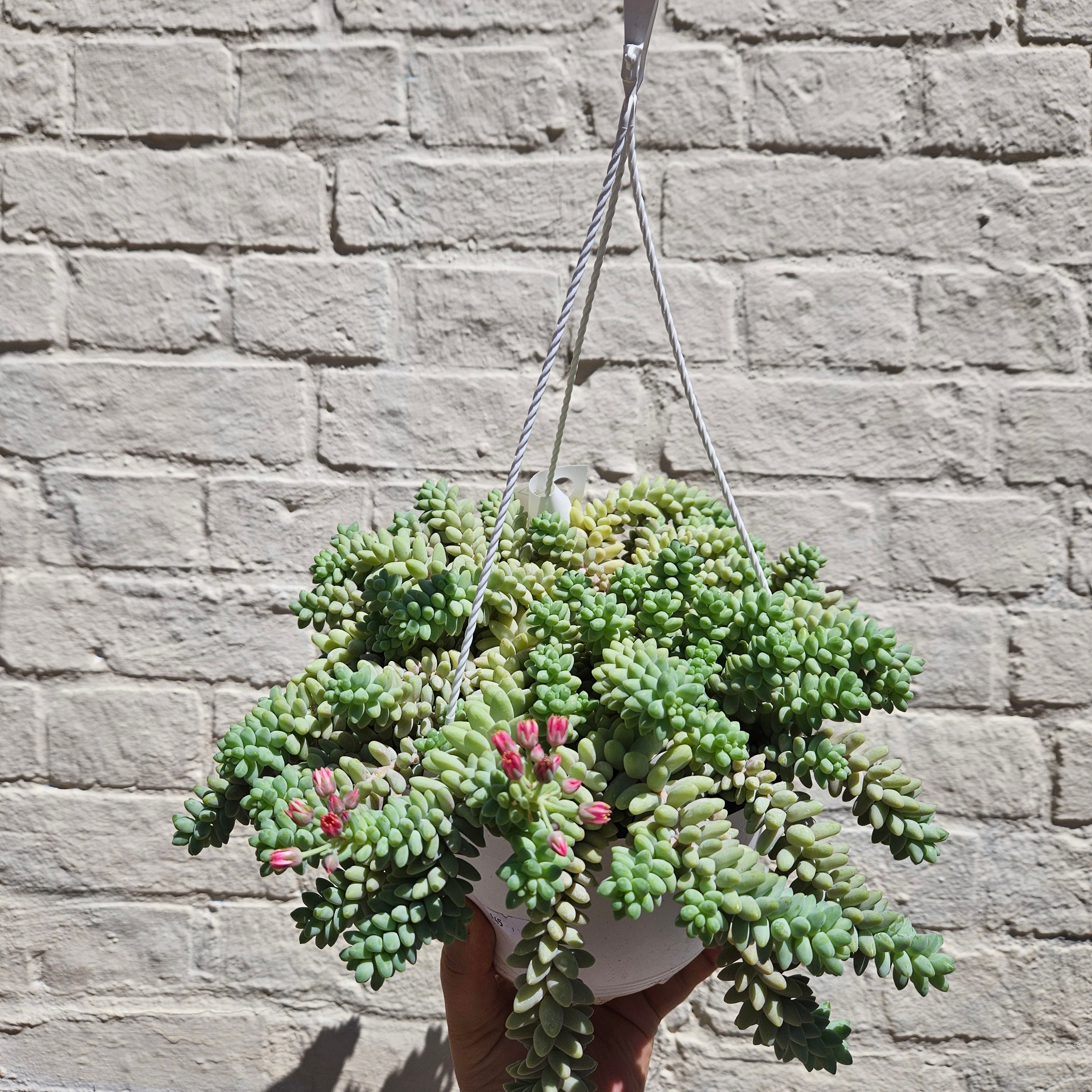 Sedum morganianum &