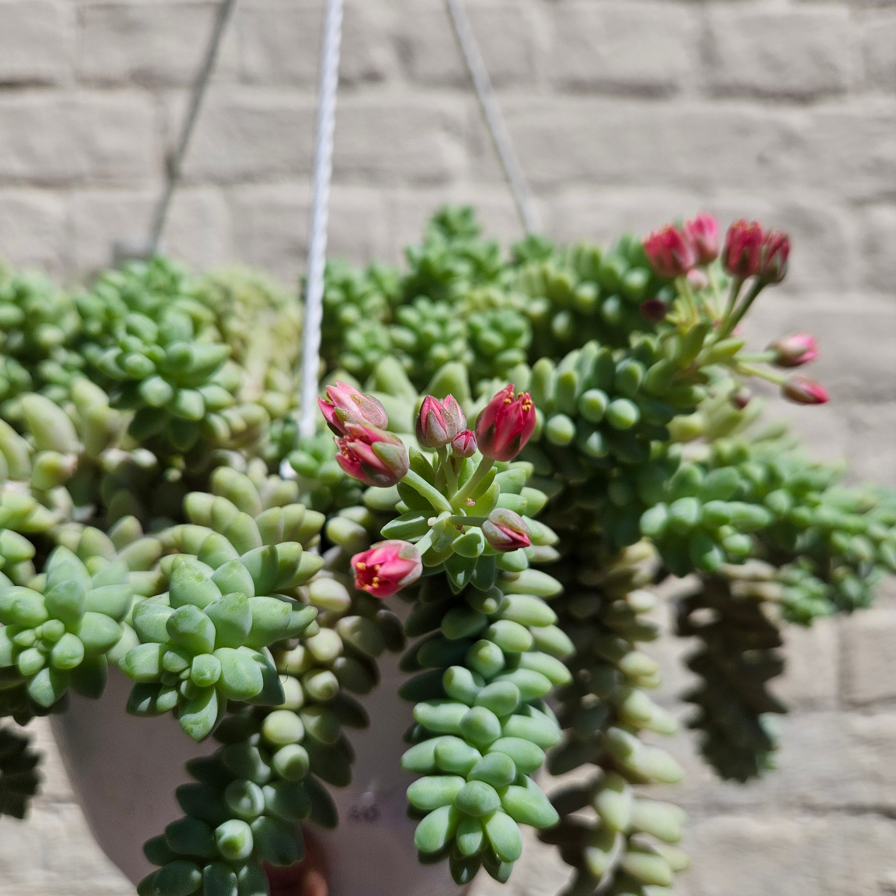 Sedum morganianum &