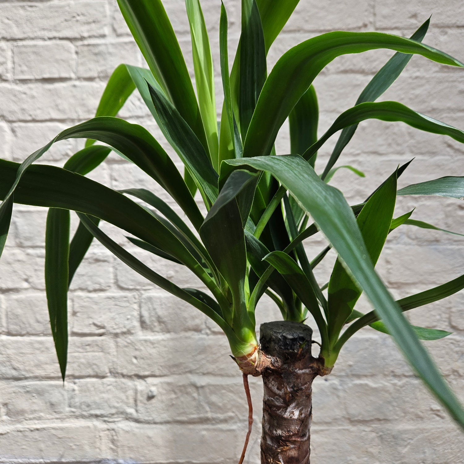 Yucca elephantipes (Spineless Yucca Plant)