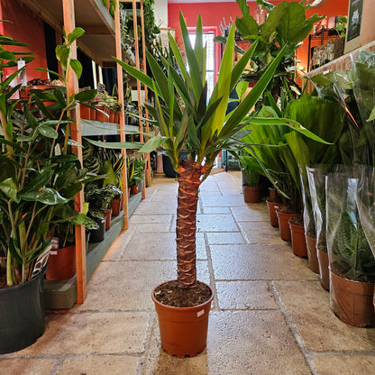 Yucca elephantipes (Spineless Yucca Plant)