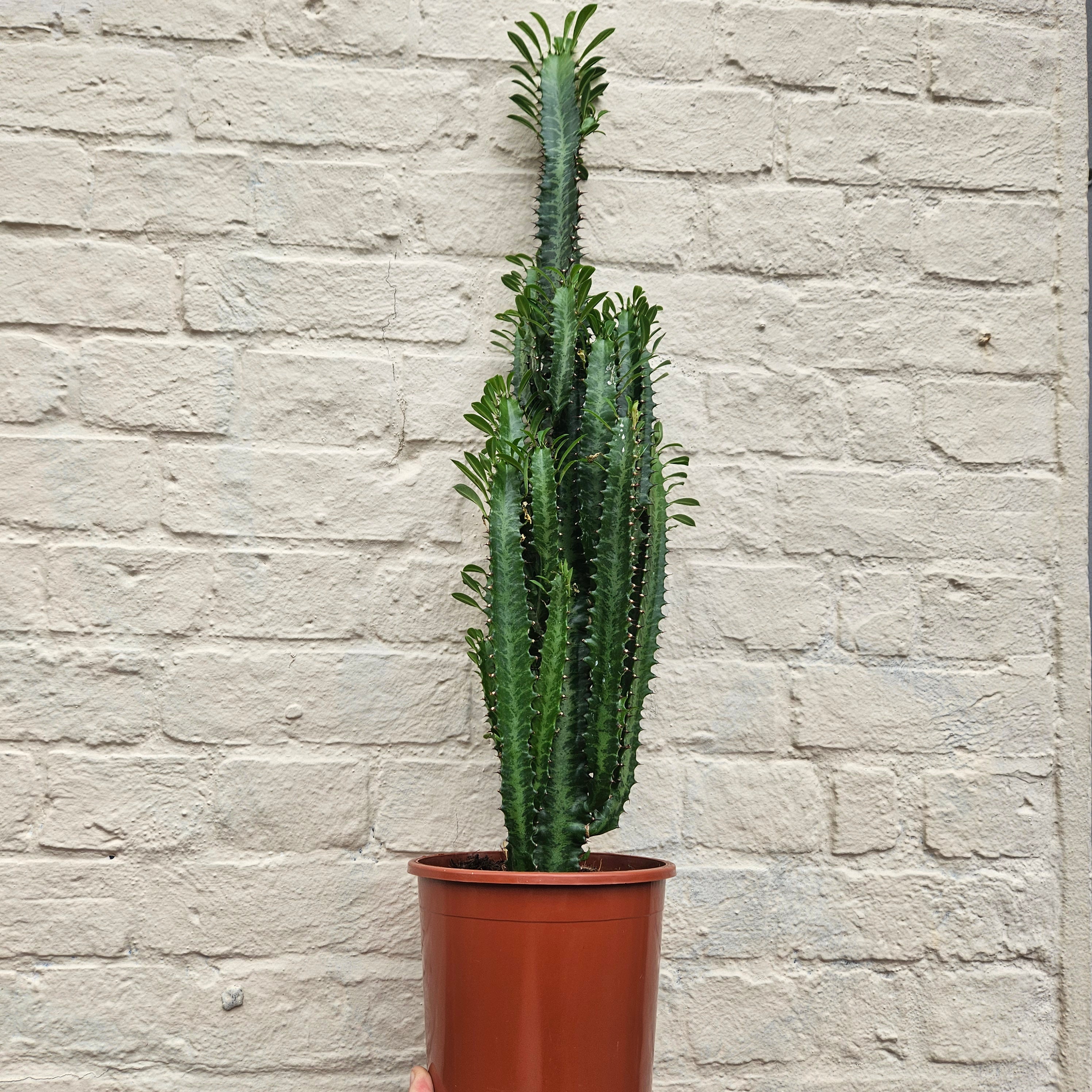 Euphorbia trigona (African Milk Tree)