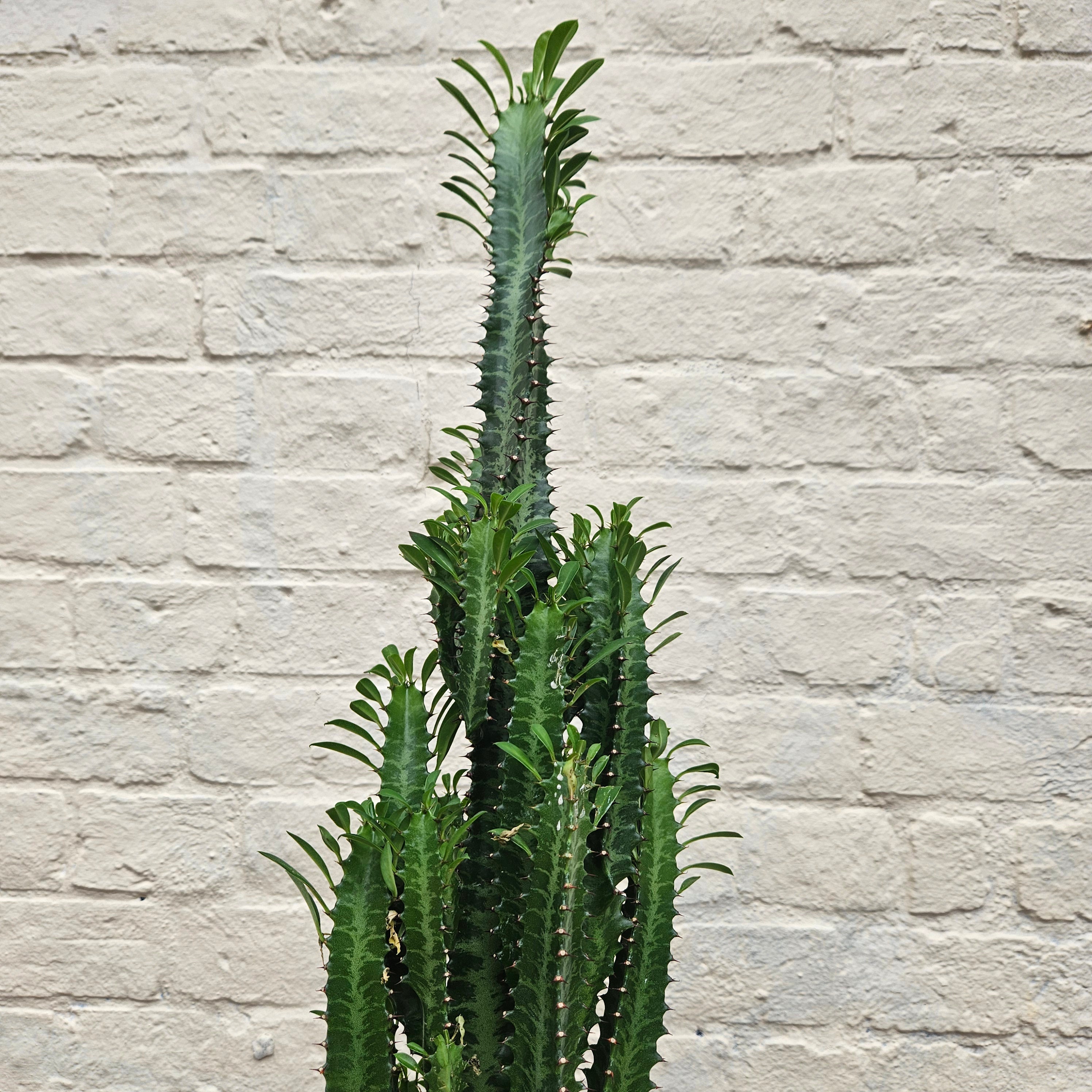 Euphorbia trigona (African Milk Tree)