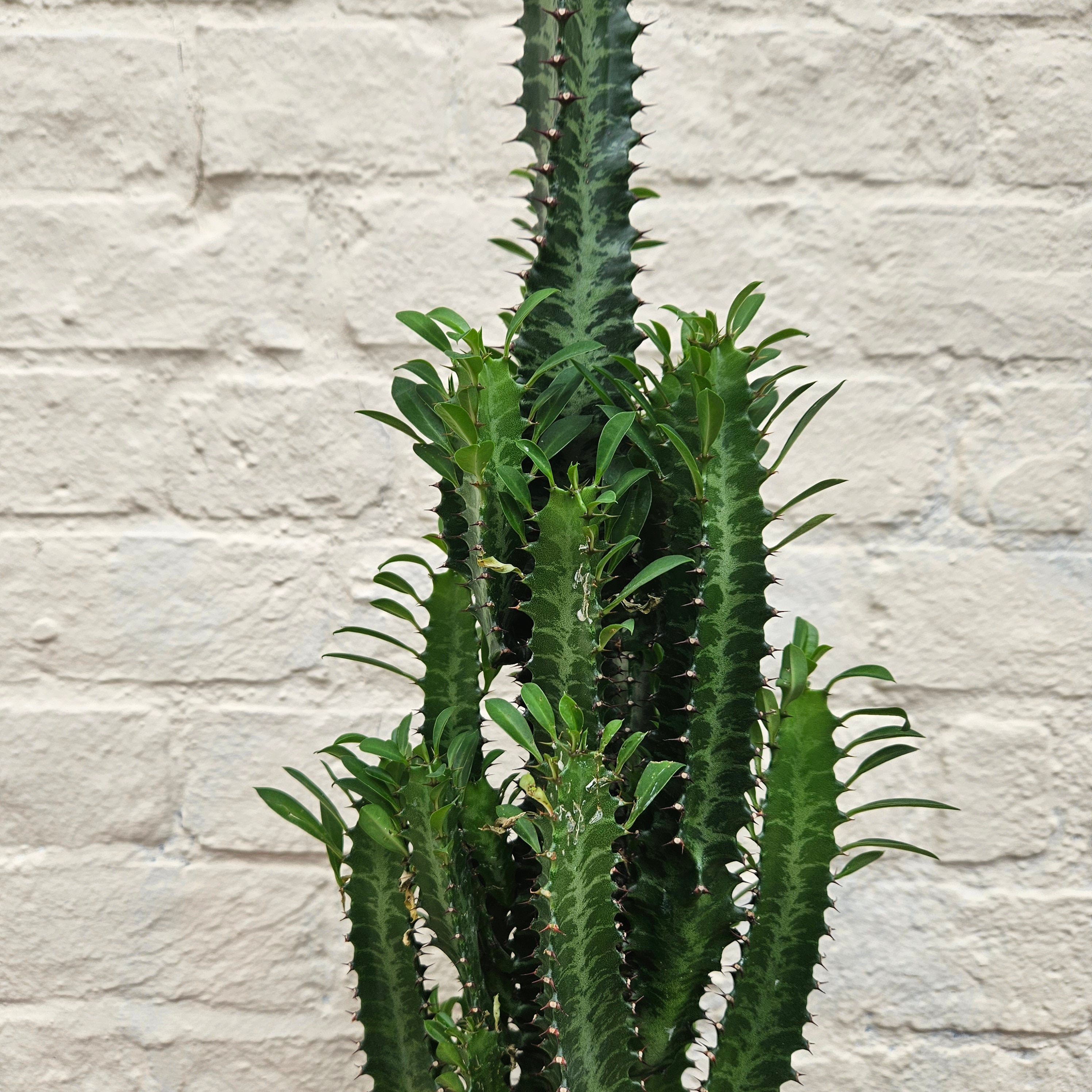 Euphorbia trigona (African Milk Tree)