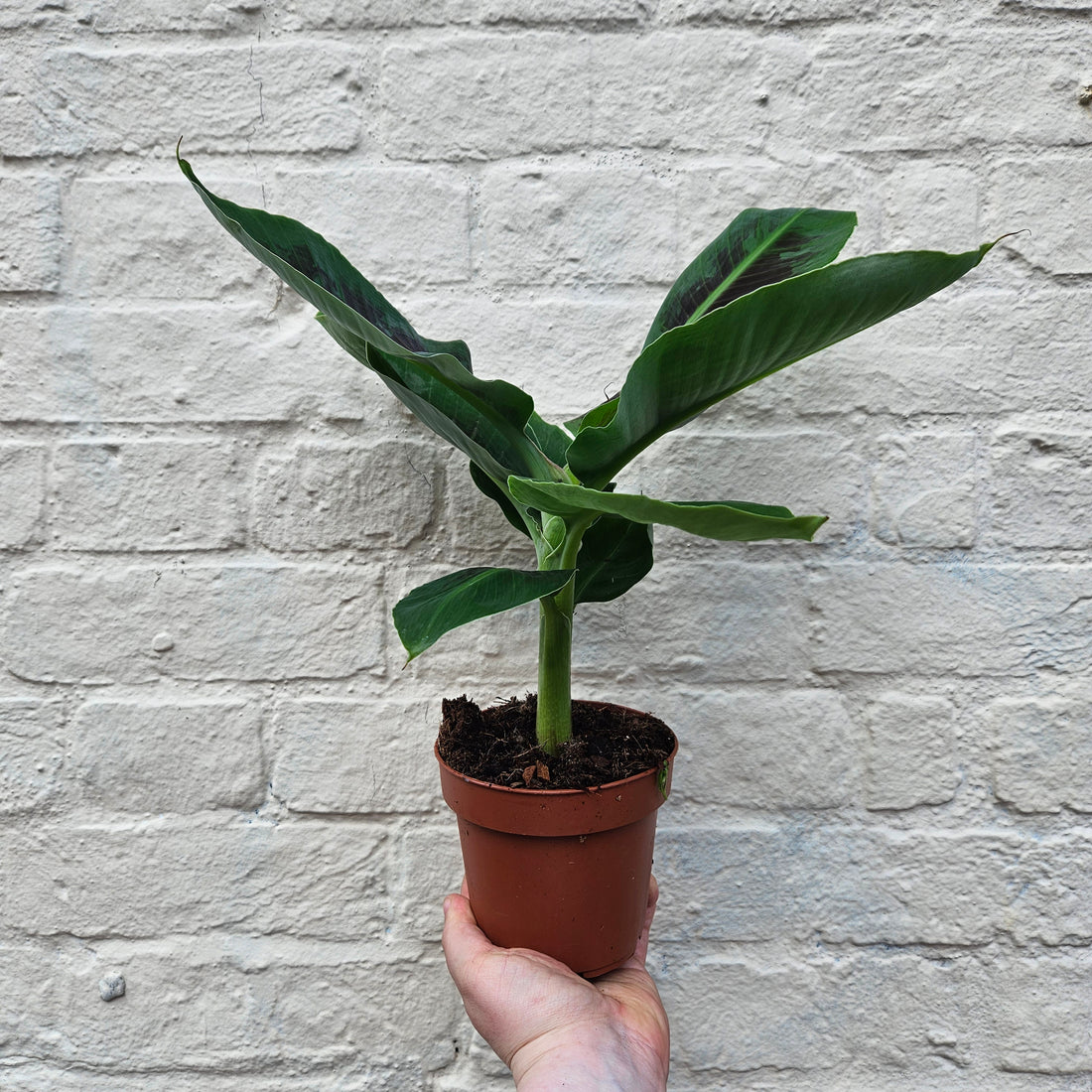 Musa Tropicana ‘Dwarf Cavendish’ (Banana plant)