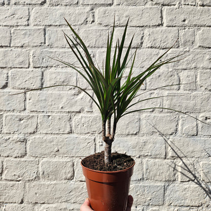 Dracaena Marginata (Dragon Tree)