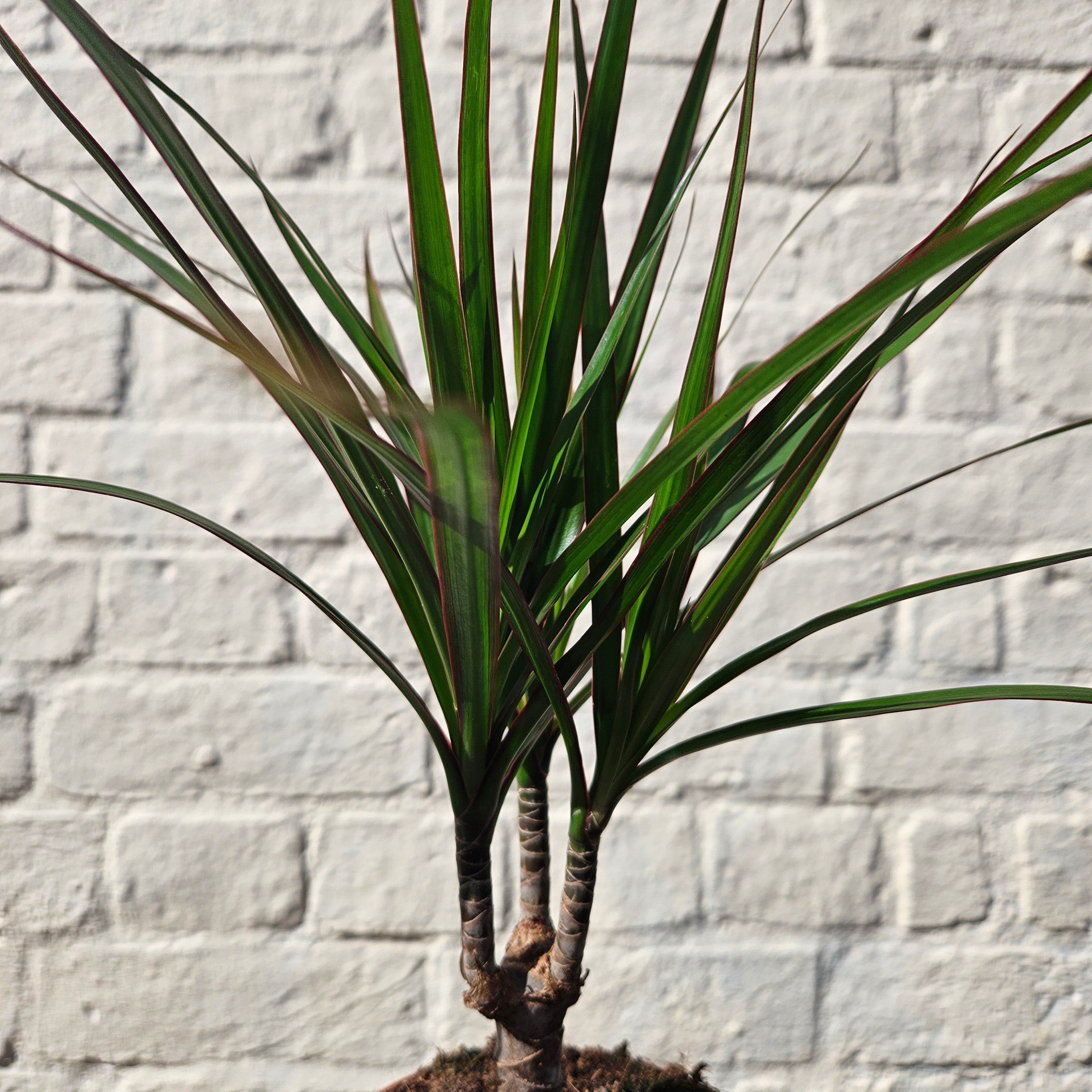 Dracaena Marginata (Dragon Tree)