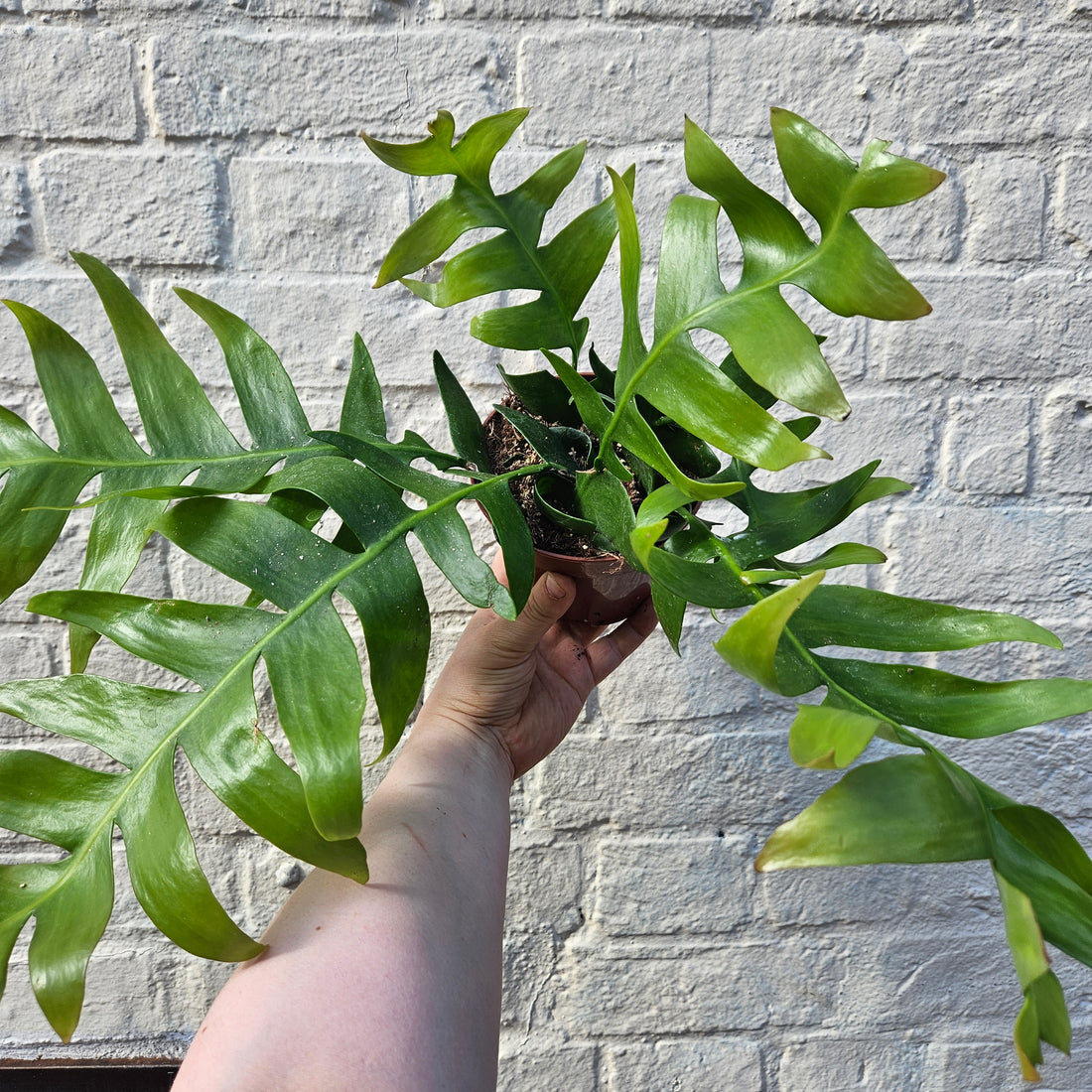 Epiphyllum chrysocardium (Fern leaf cactus)