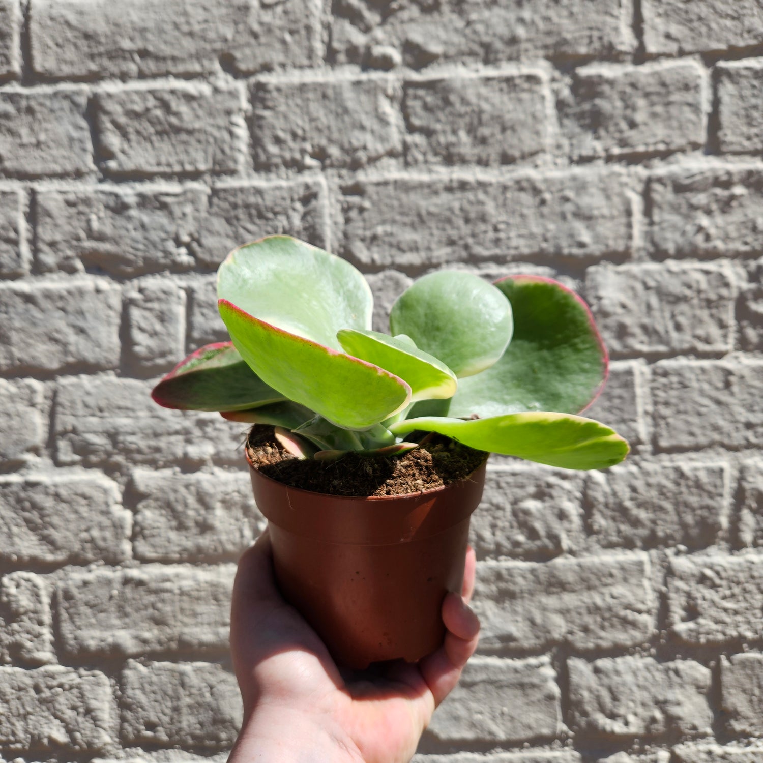 Kalanchoe thyrsiflora &