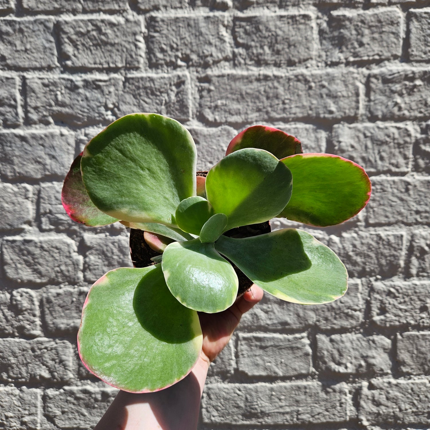 Kalanchoe thyrsiflora &