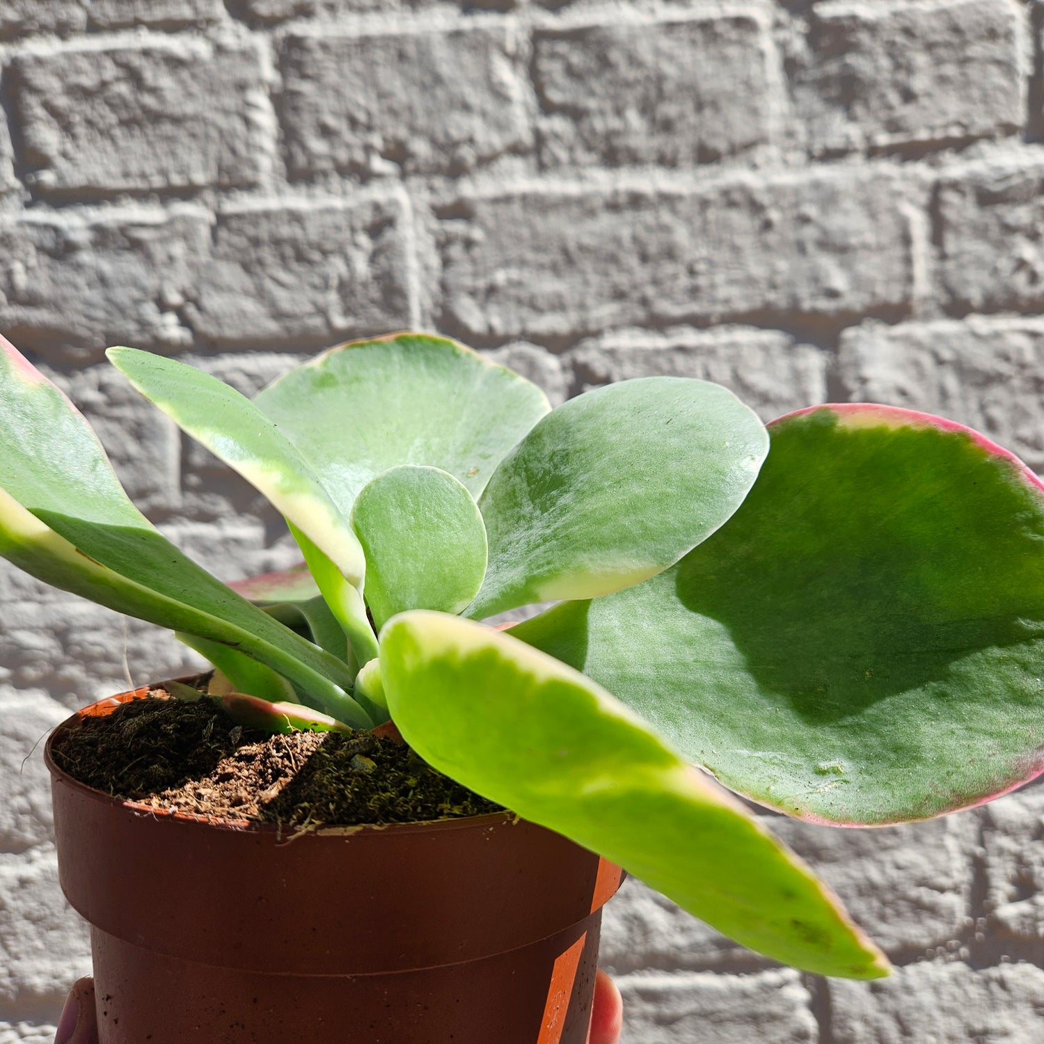 Kalanchoe thyrsiflora &