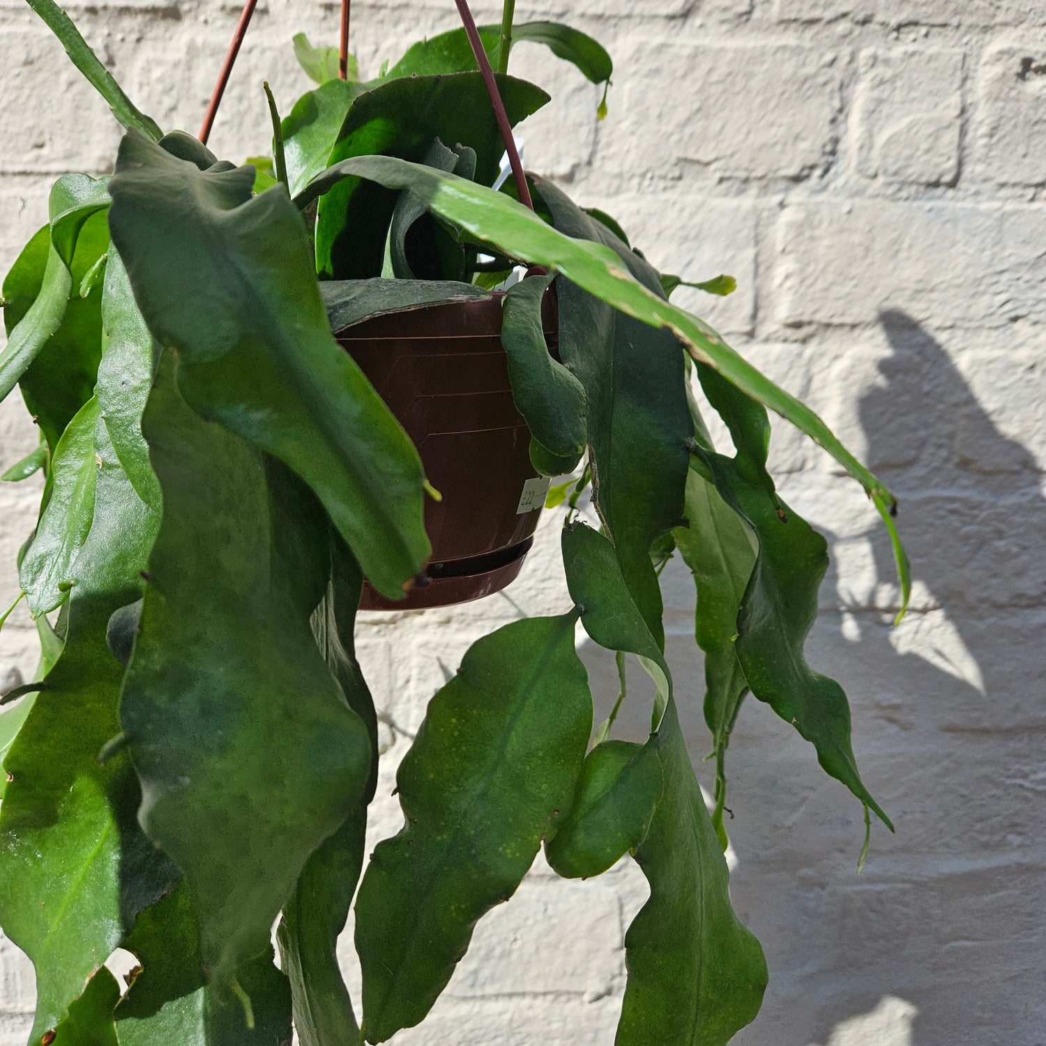 Epiphyllum pumilum (Orchid cactus) in hanging pot