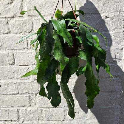 Epiphyllum pumilum (Orchid cactus) in hanging pot