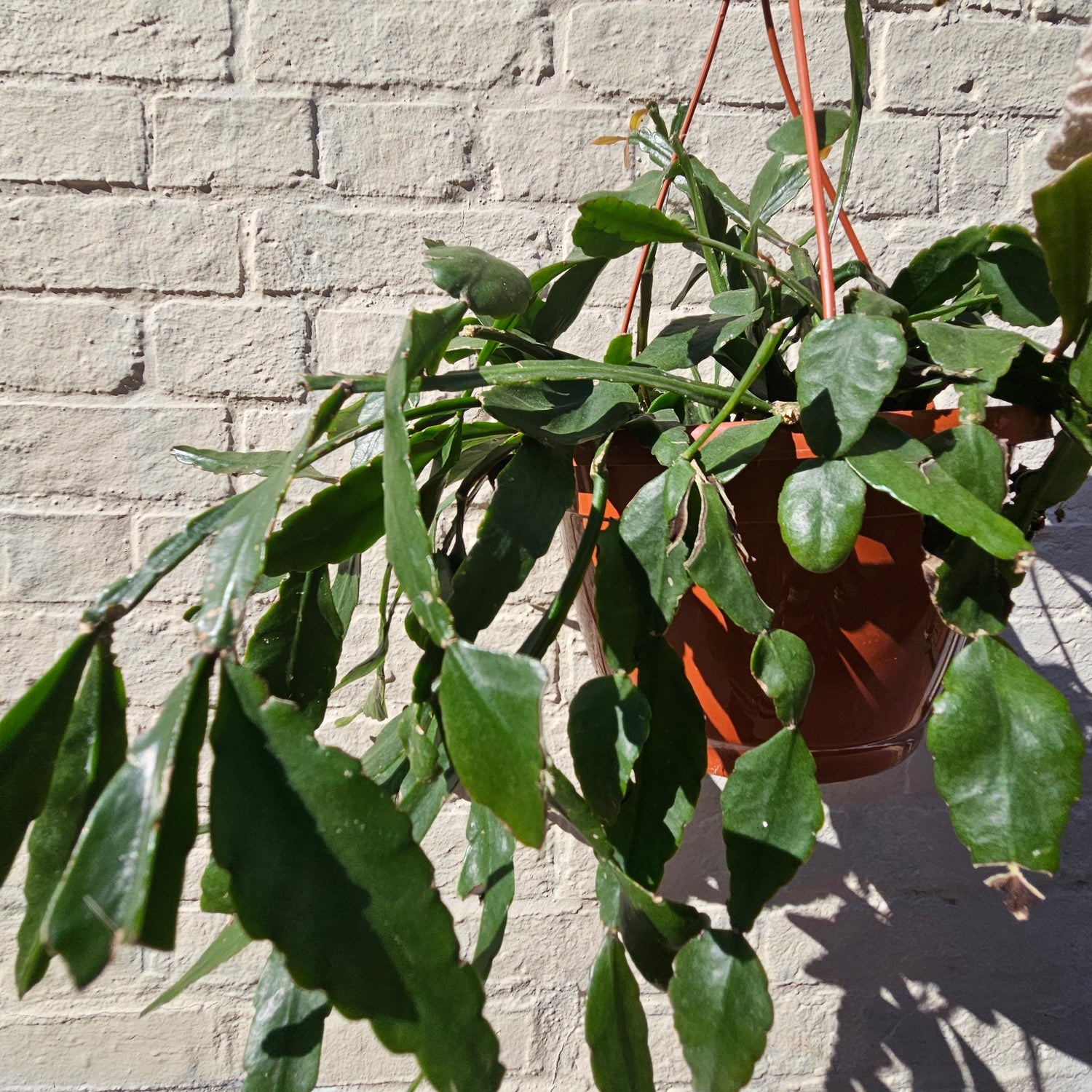 Rhipsalis occidentalis (Forest Cactus)