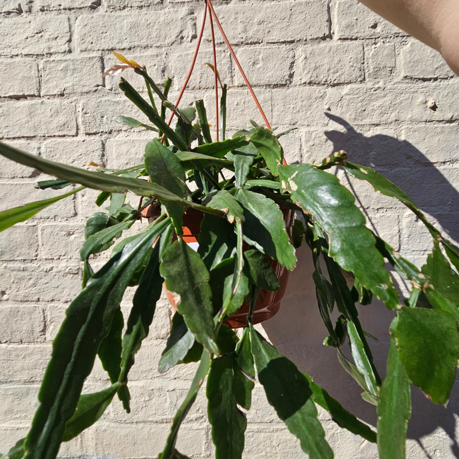 Rhipsalis occidentalis (Forest Cactus)