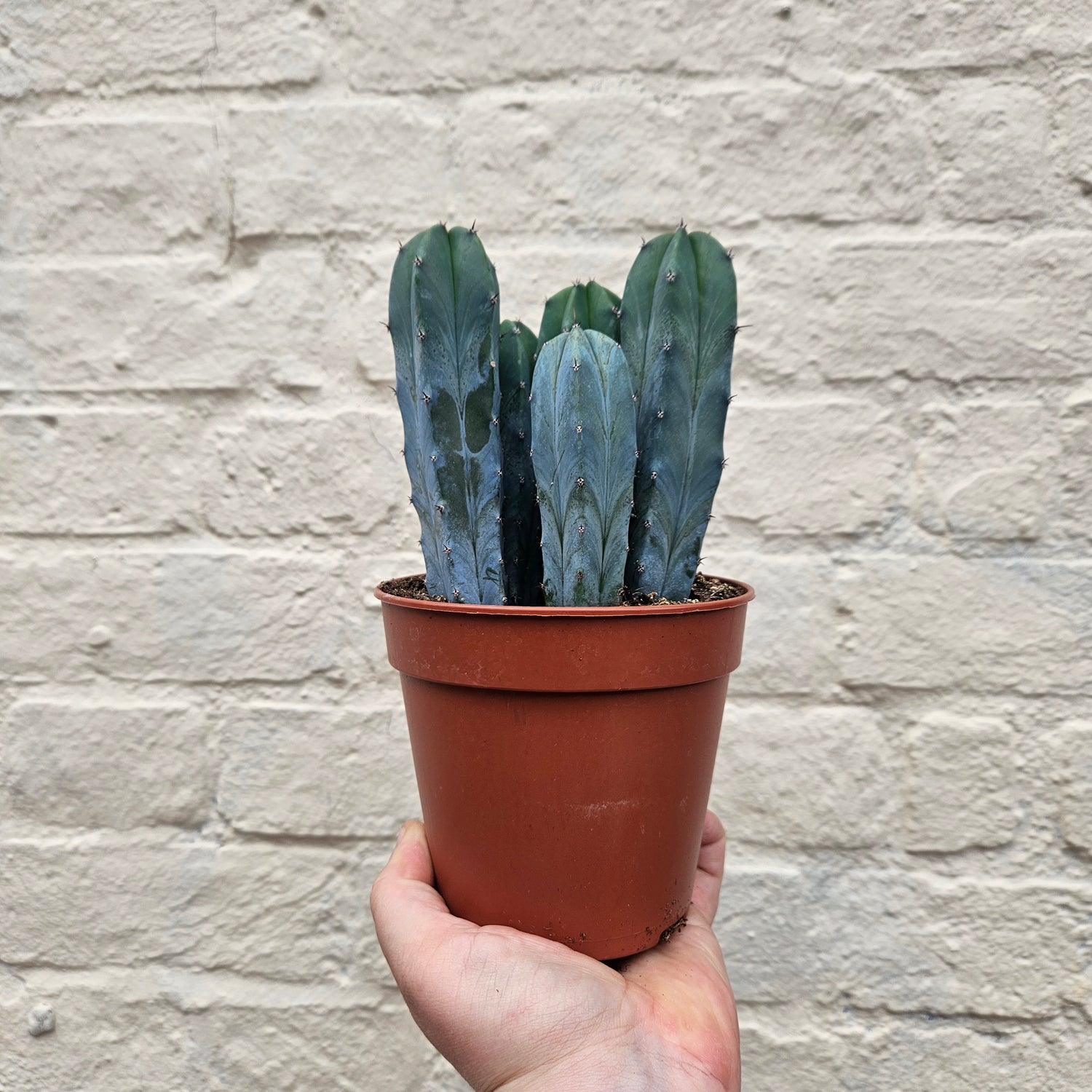 Myrtillocactus geometrizans (Blue Myrtle / Blue Candle Cactus)