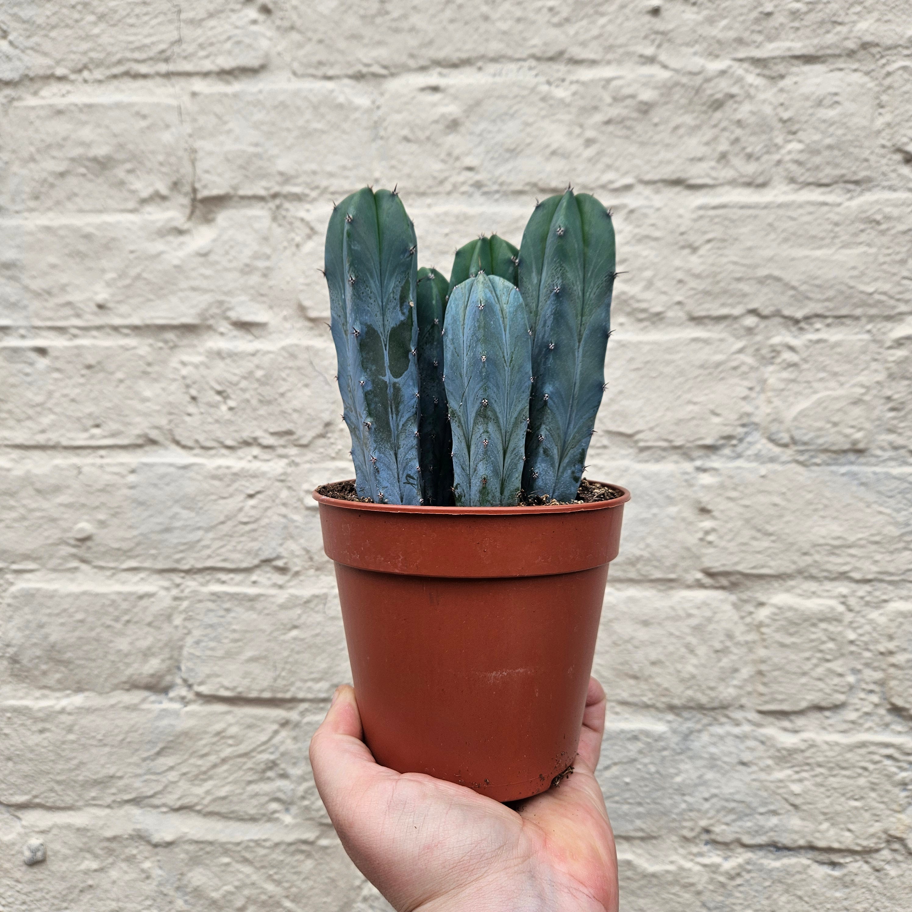 Myrtillocactus geometrizans (Blue Myrtle / Blue Candle Cactus)