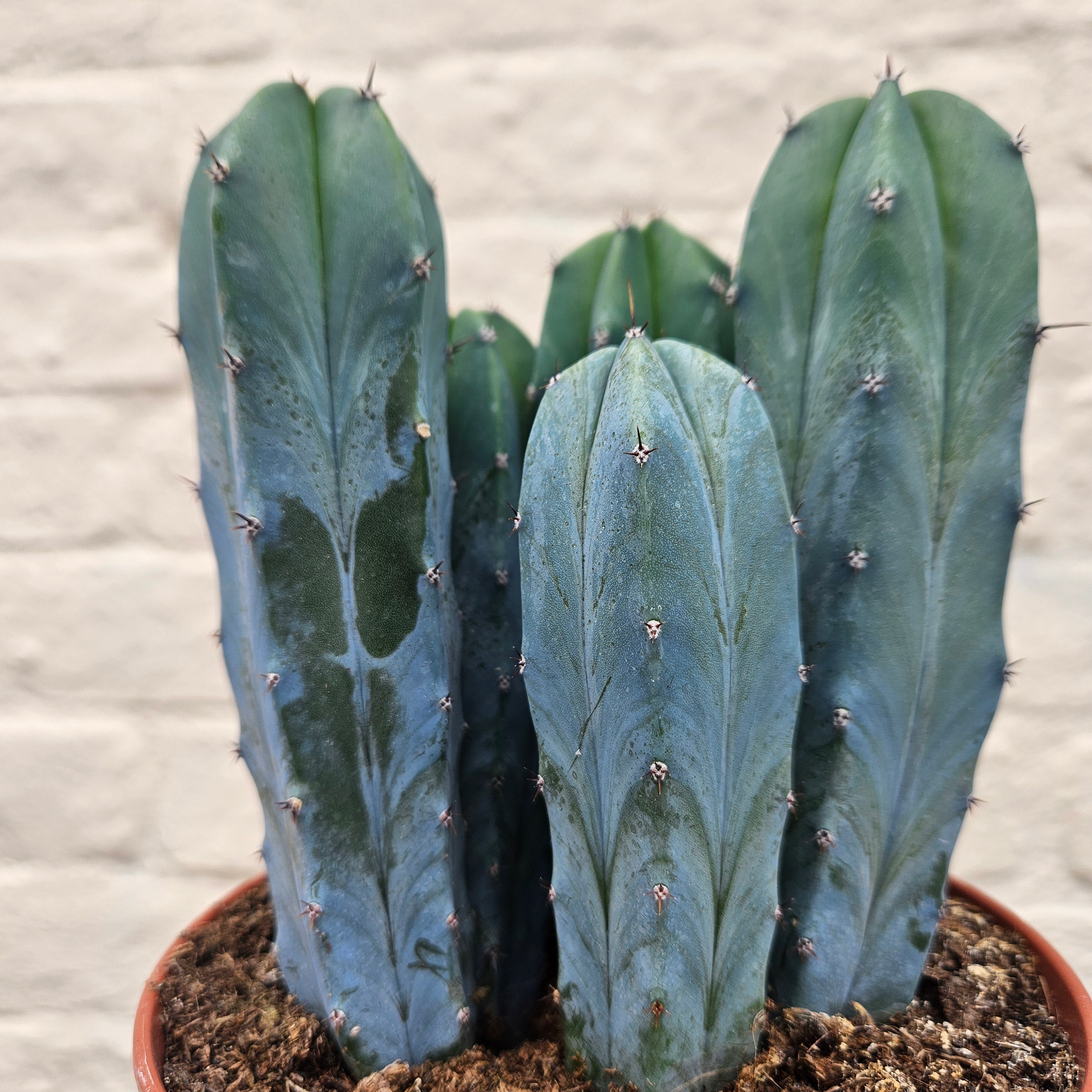 Myrtillocactus geometrizans (Blue Myrtle / Blue Candle Cactus)