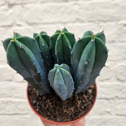 Myrtillocactus geometrizans (Blue Myrtle / Blue Candle Cactus)