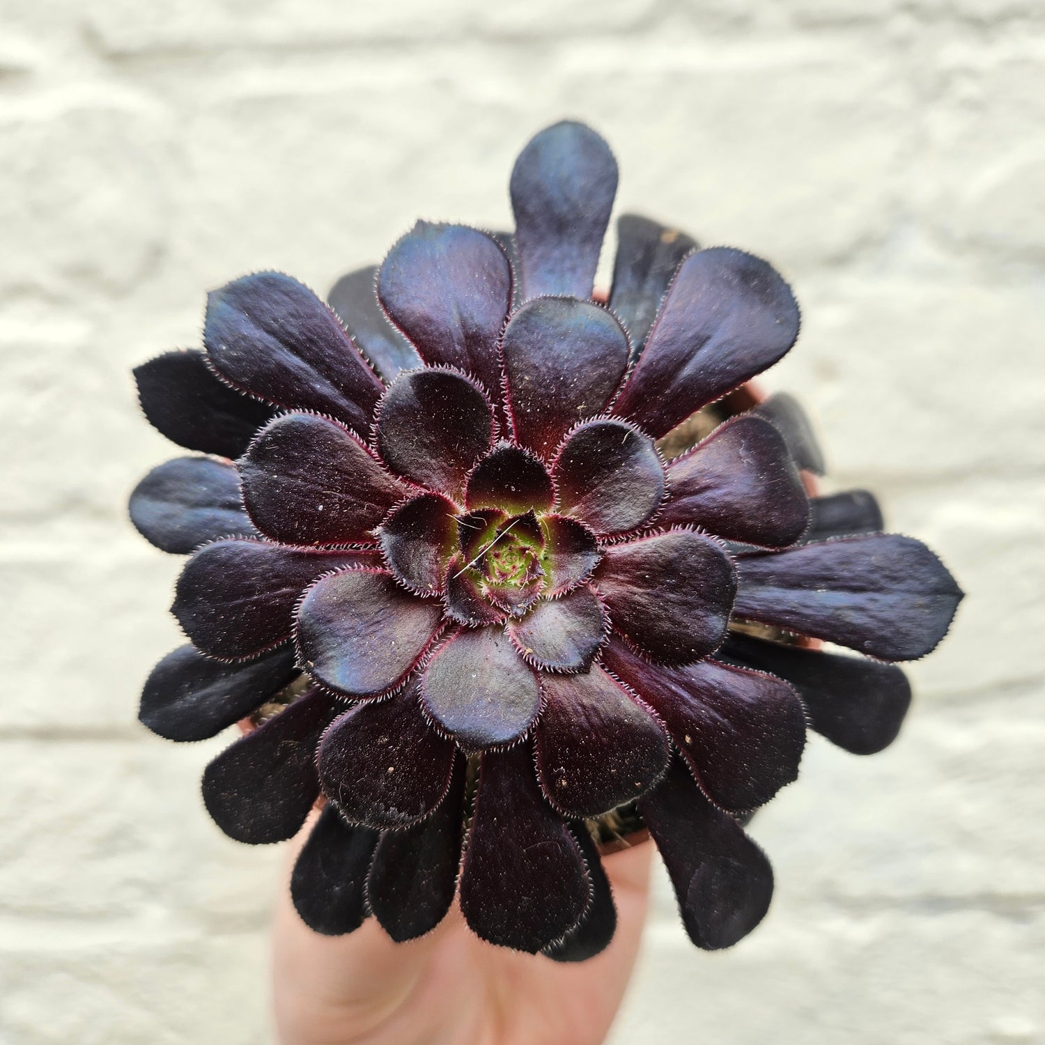 Aeonium ‘Schwarzkopf’ (Black Rose)