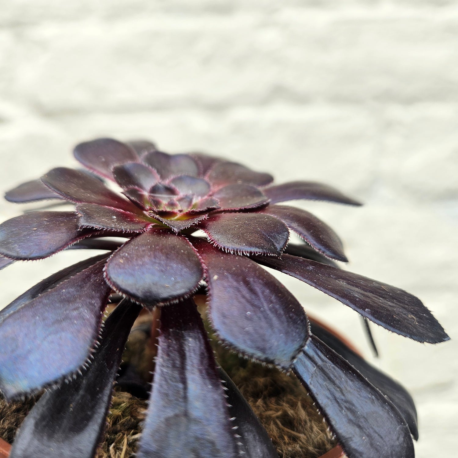 Aeonium ‘Schwarzkopf’ (Black Rose)