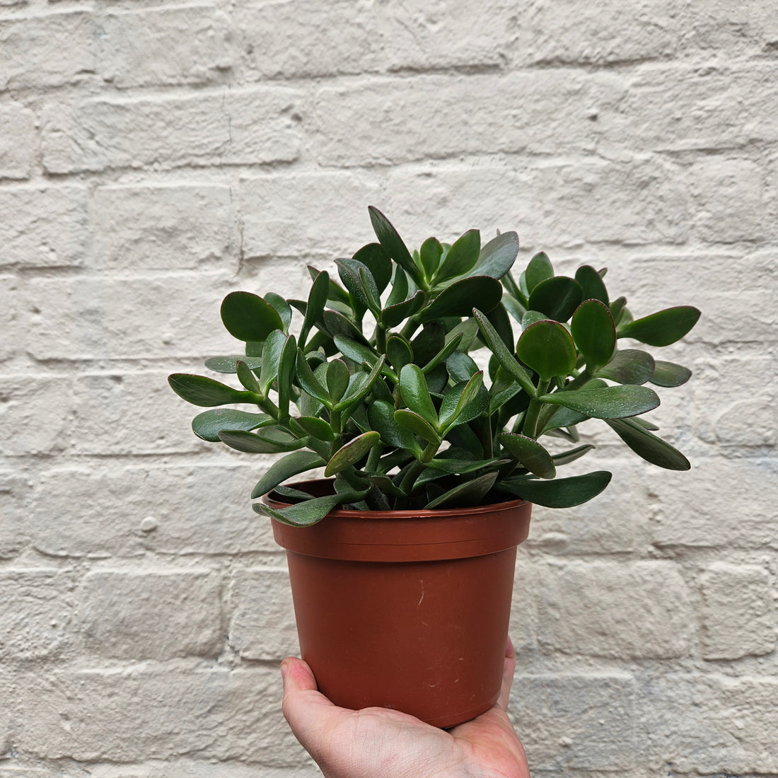 Crassula ovata (Jade plant/Succulent)