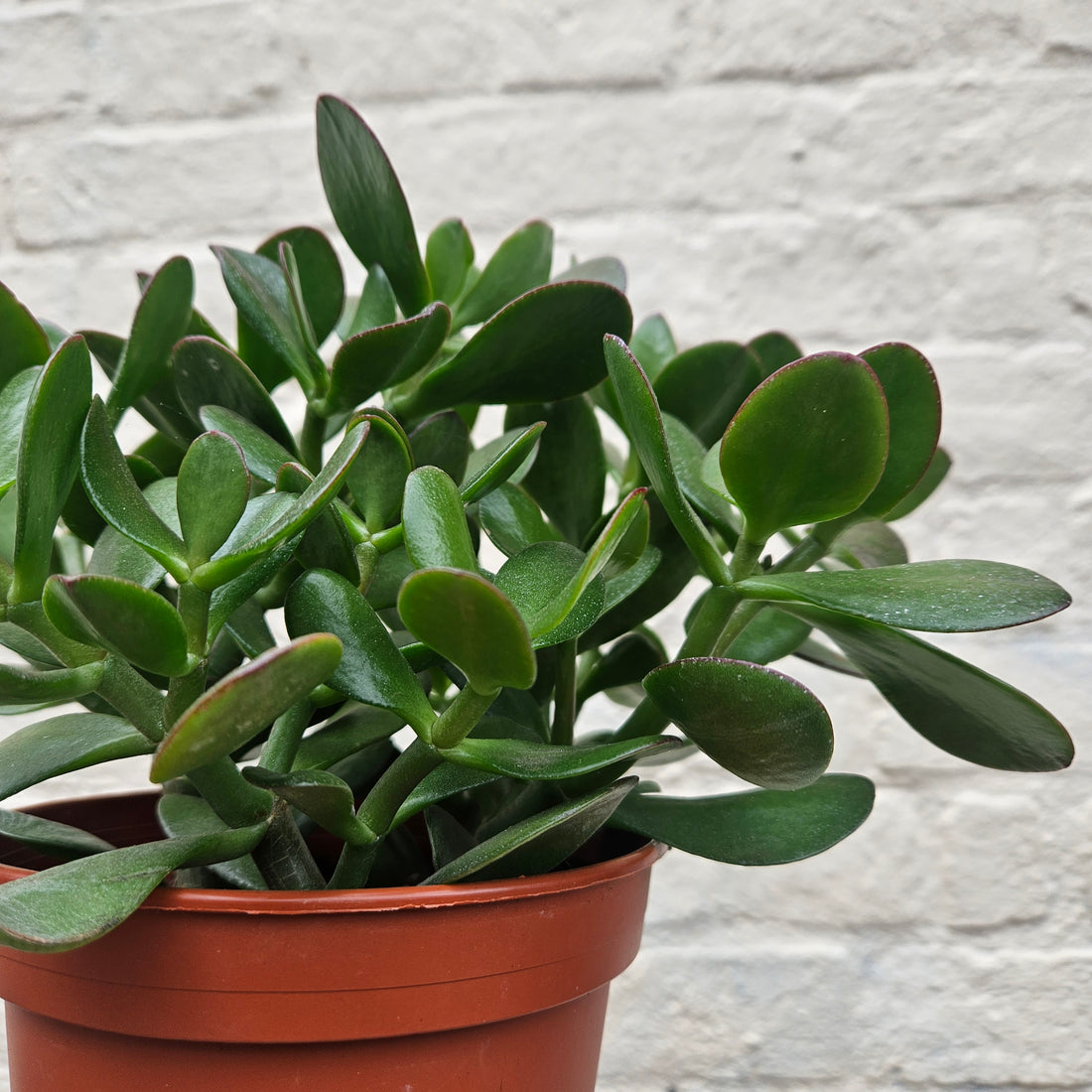Crassula ovata (Jade plant/Succulent)