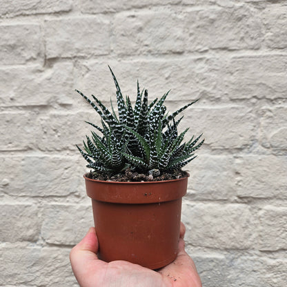 Haworthia (Various Varieties)