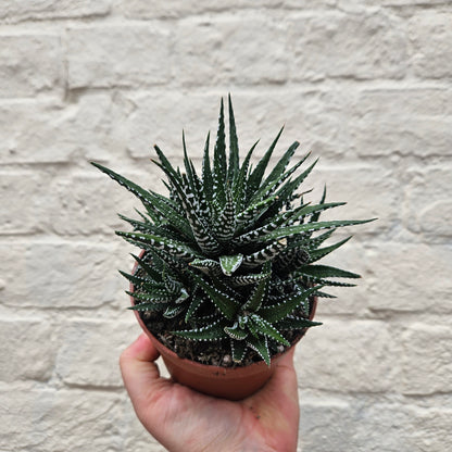 Haworthia (Various Varieties)