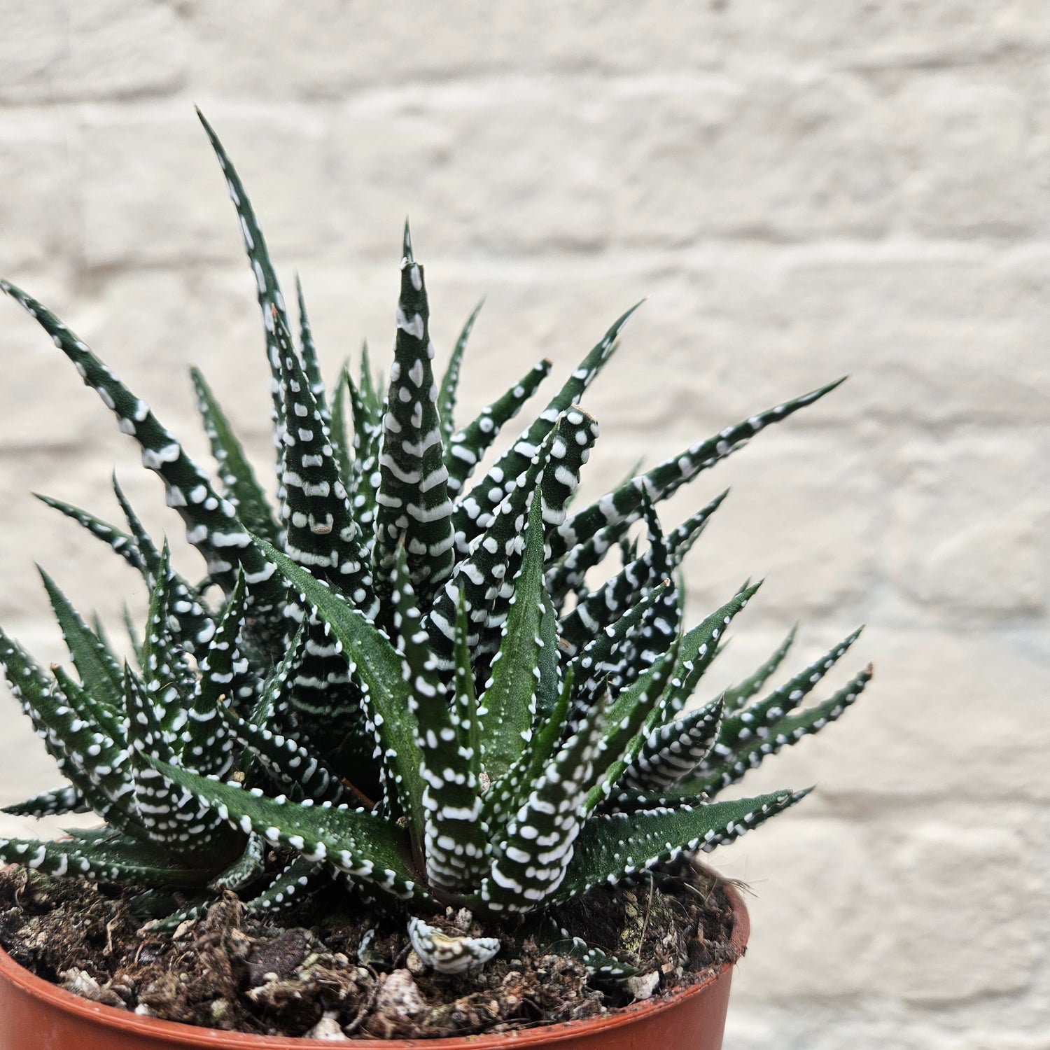 Haworthia (Various Varieties)