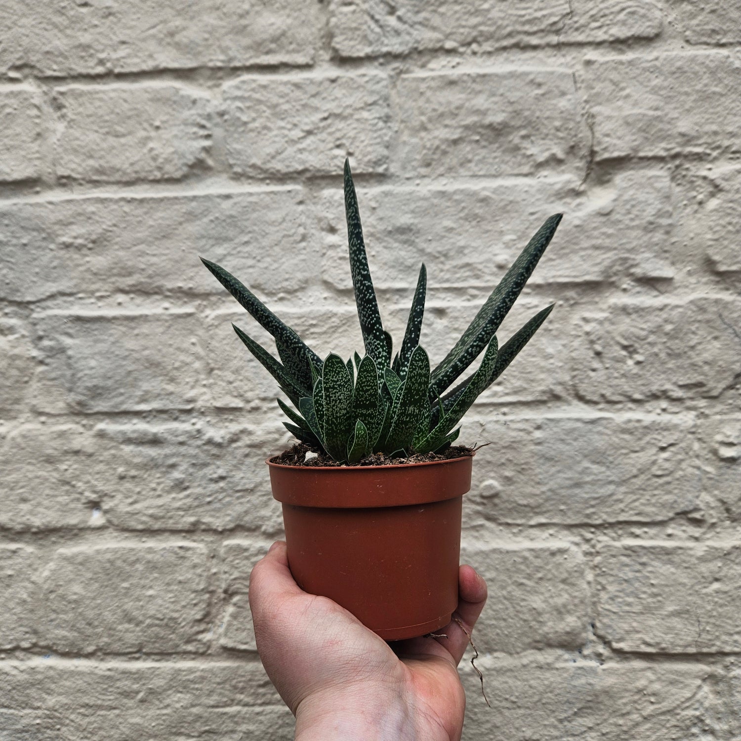 Gasteria verrucosa (Ox tongue)