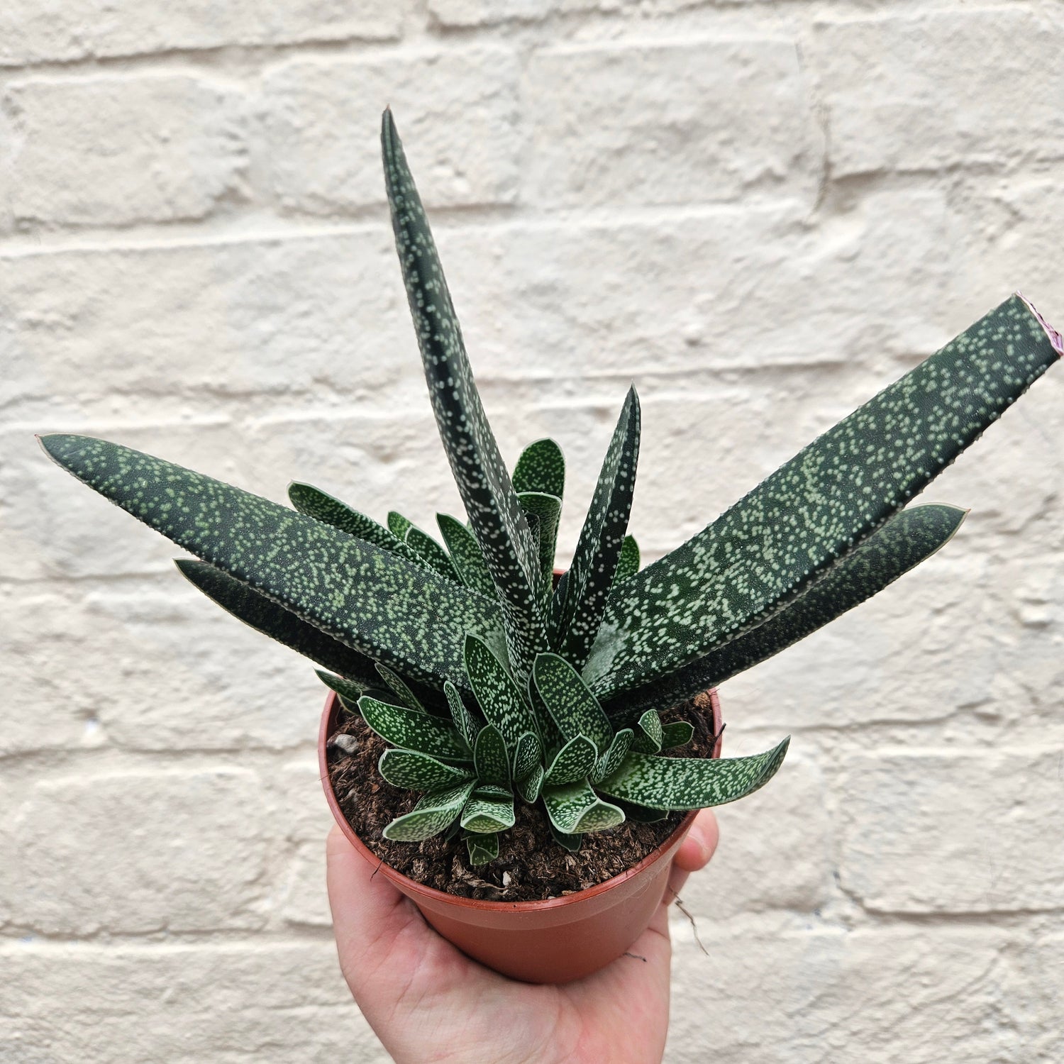 Gasteria verrucosa (Ox tongue)