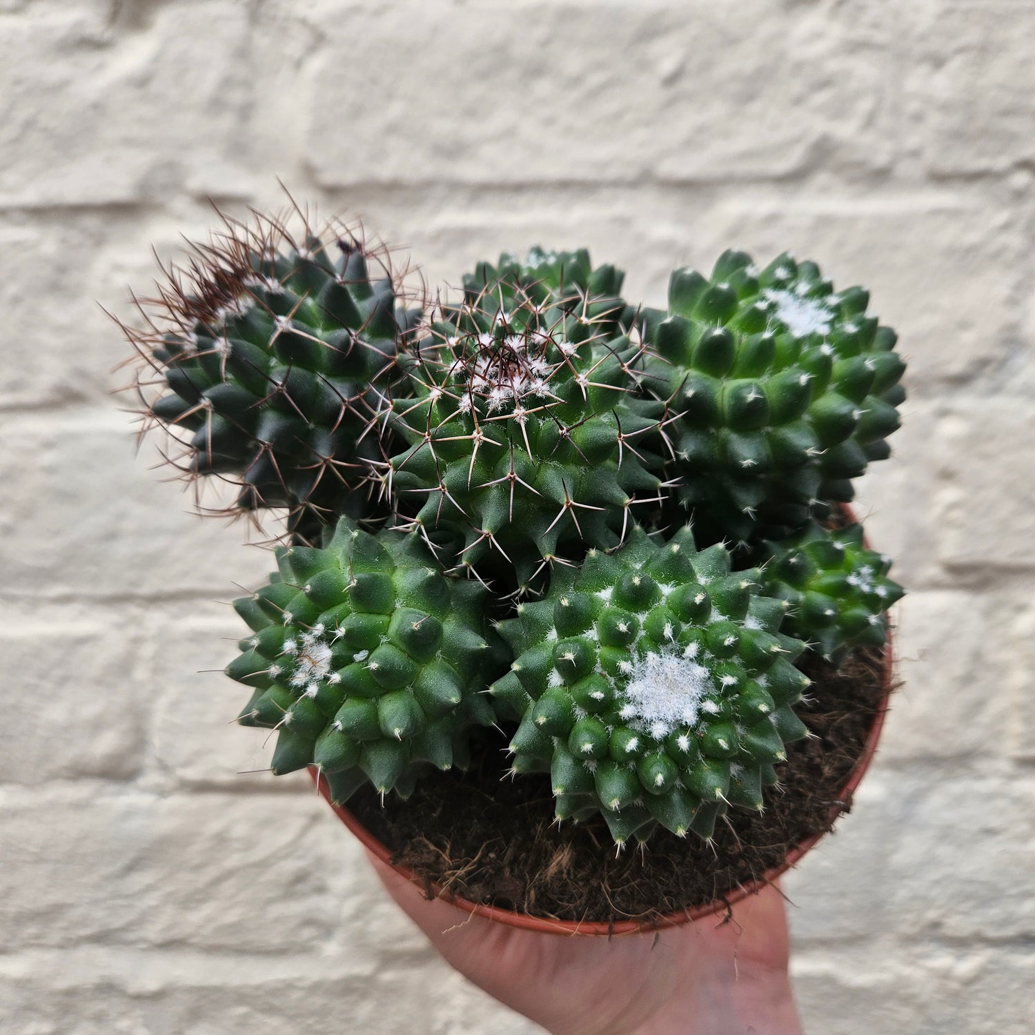 Mammillaria polythele &