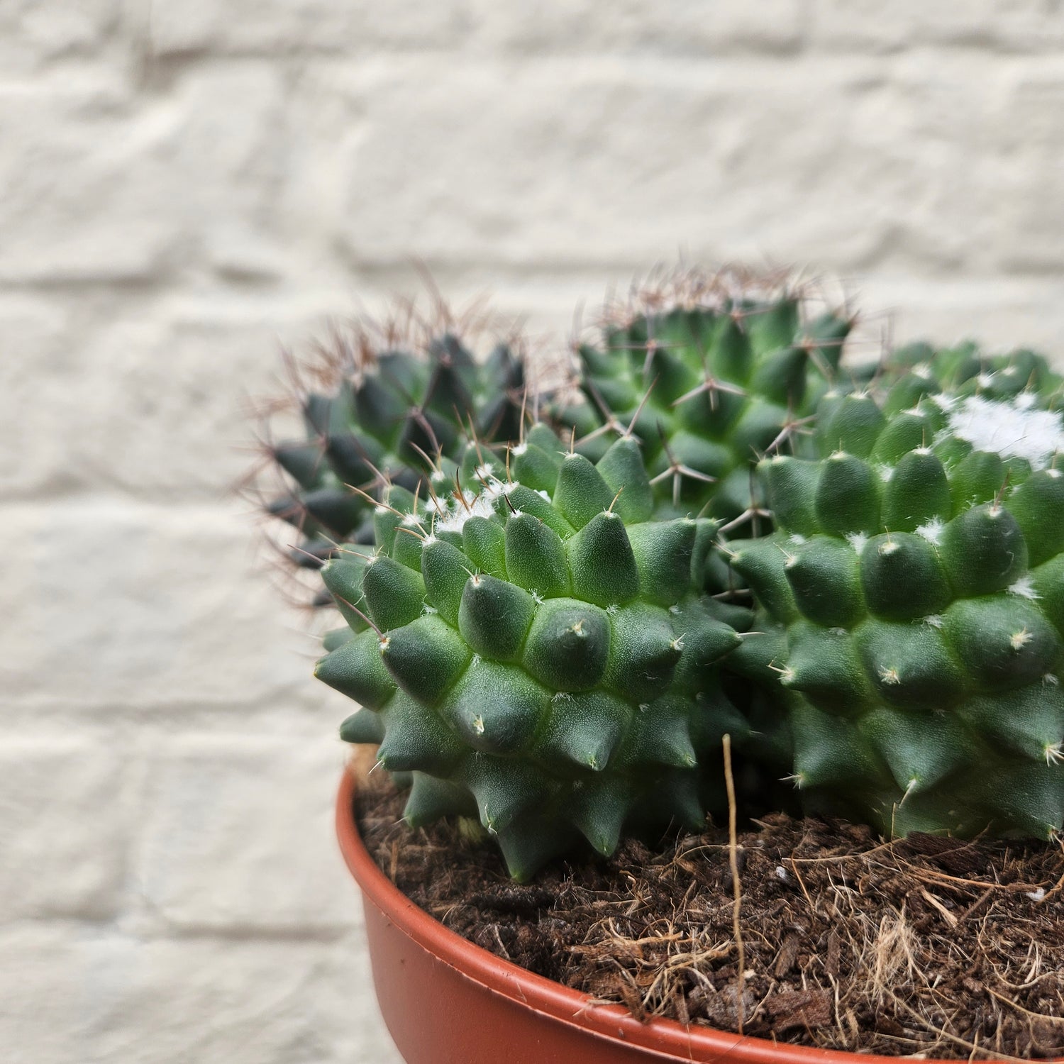 Mammillaria polythele &