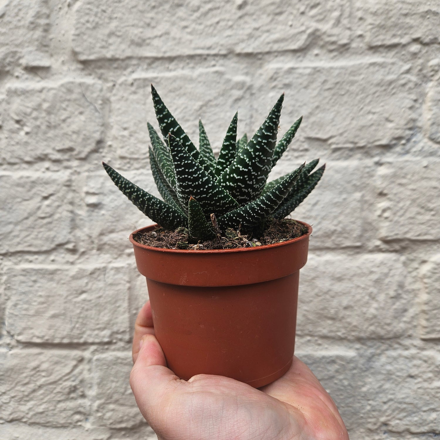 Haworthia (Various Varieties)