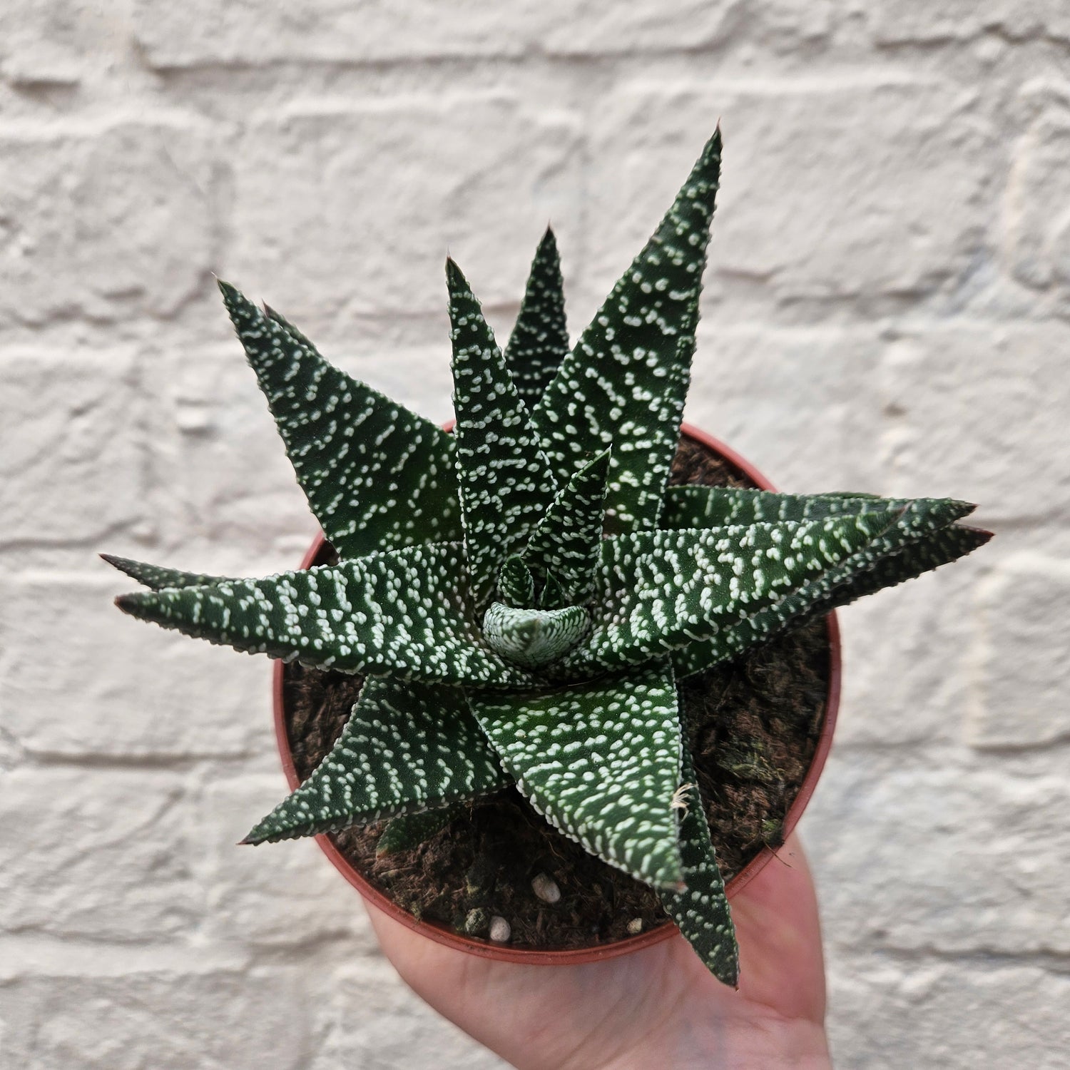 Haworthia (Various Varieties)