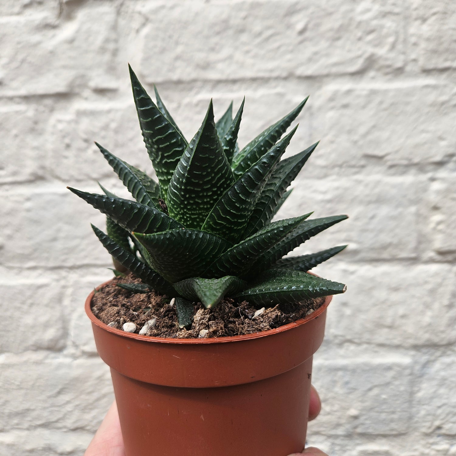 Haworthia (Various Varieties)