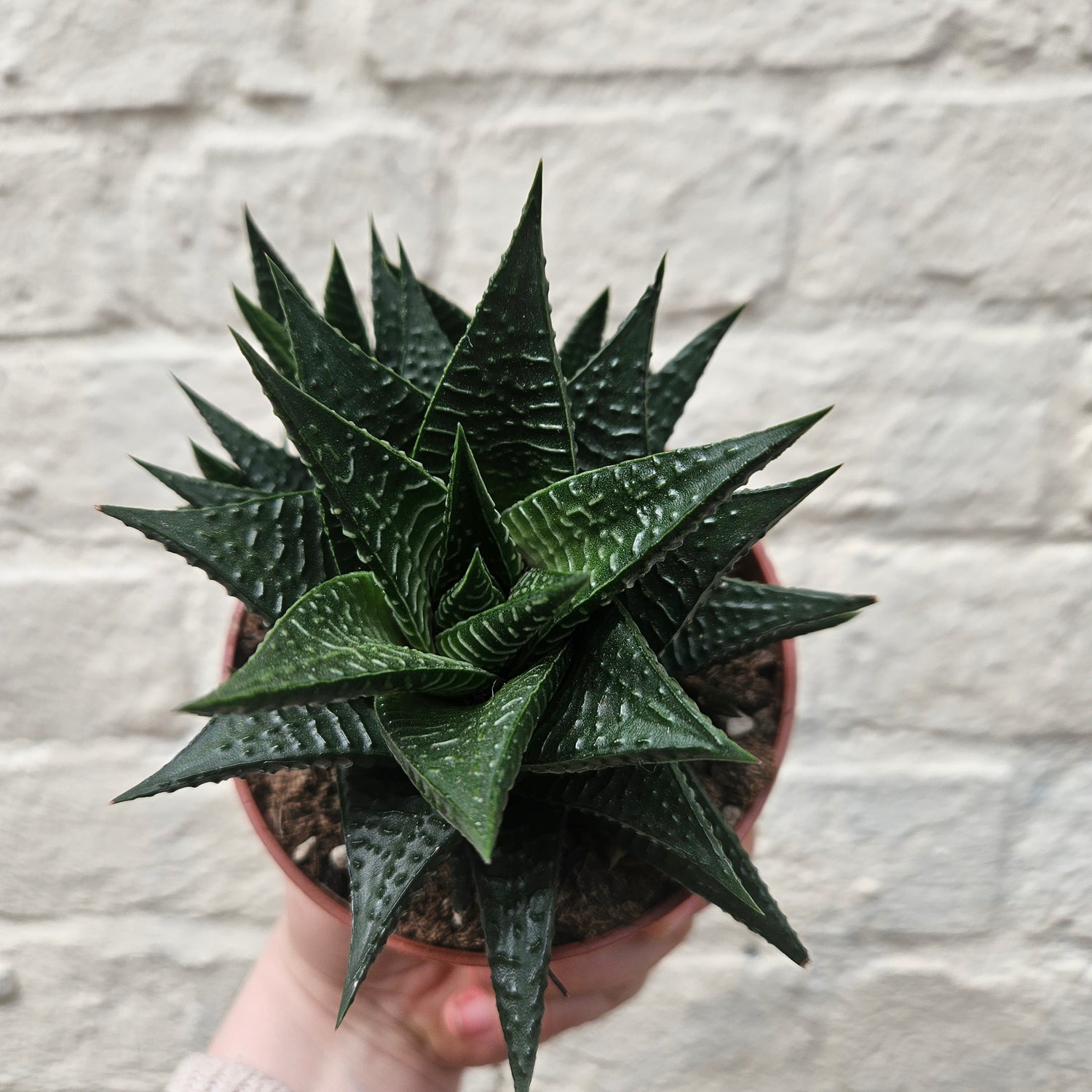 Haworthia (Various Varieties)