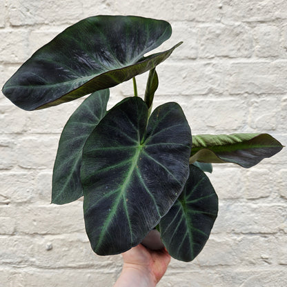 Colocasia esculenta (Taro/Elephants ear)