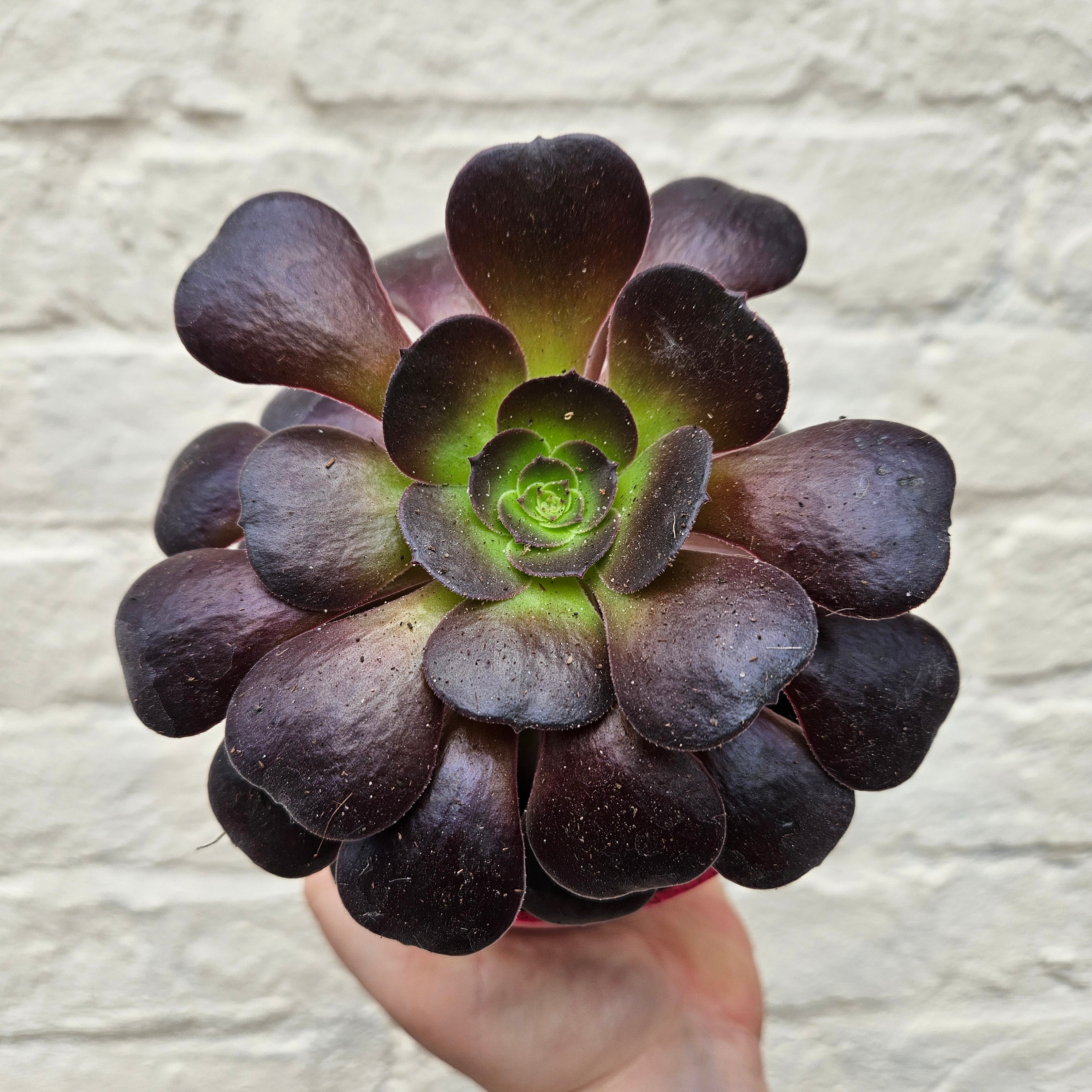 Aeonium arboreum (Houseleek Tree/ Tree Aeonium)