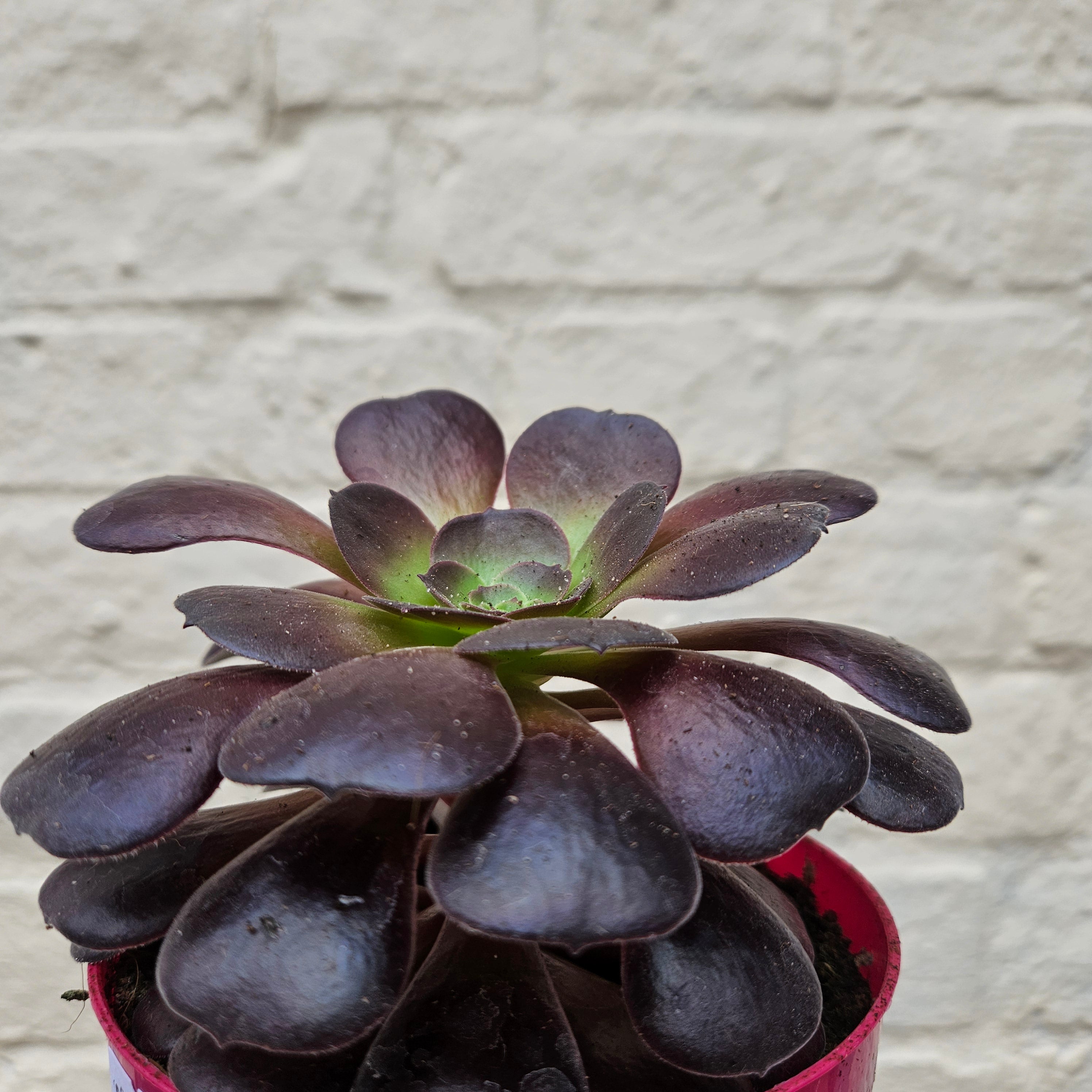 Aeonium arboreum (Houseleek Tree/ Tree Aeonium)