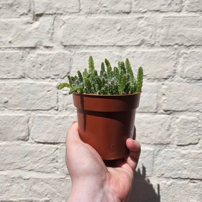 Hylocereus Undatus Macho Milano (Dragon Fruit cactus)