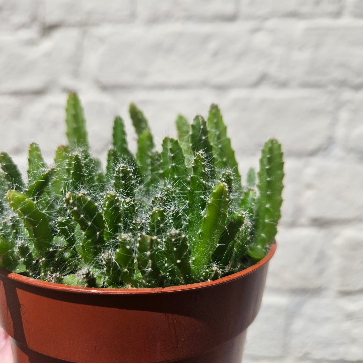 Hylocereus Undatus Macho Milano (Dragon Fruit cactus)