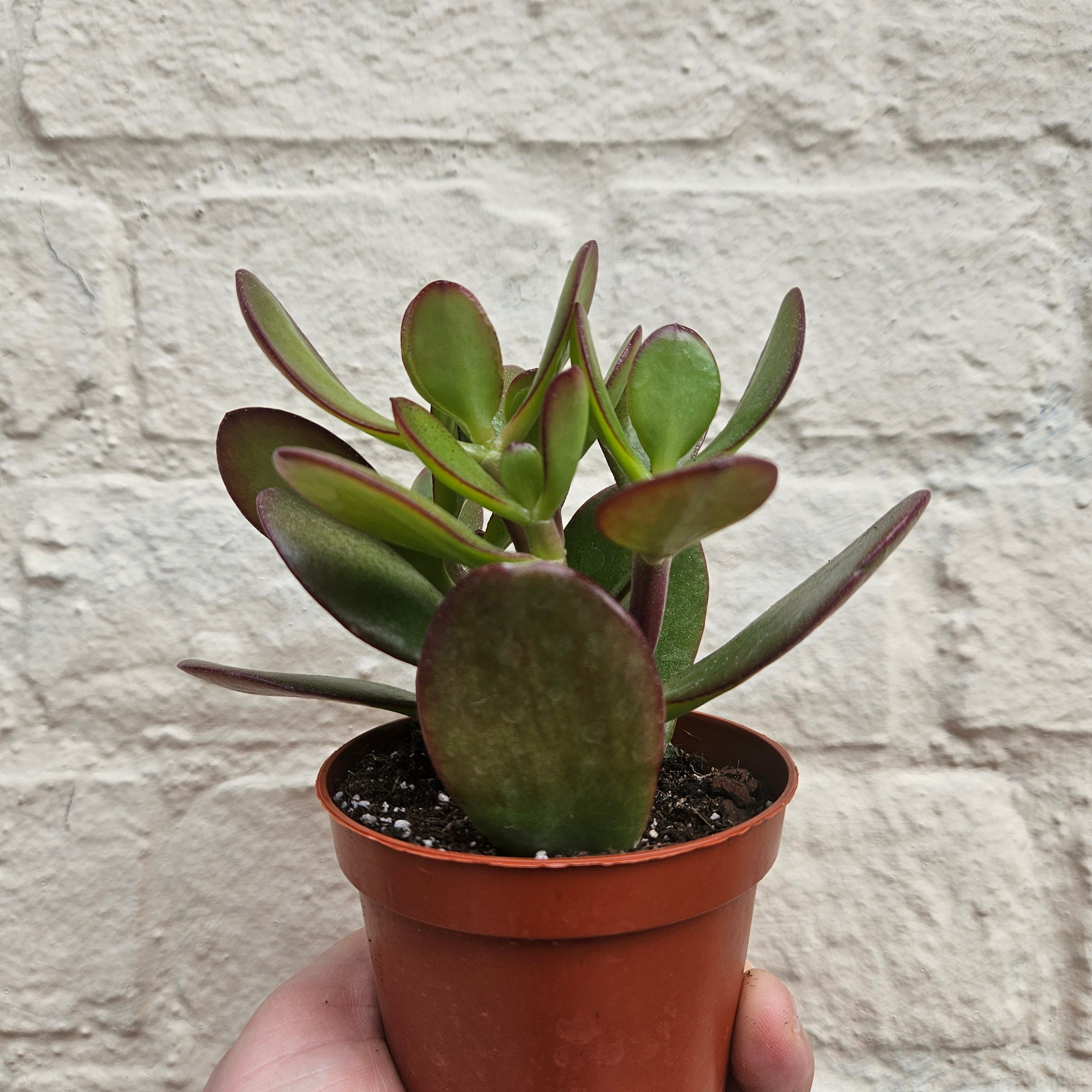 Crassula (Succulents) -Various Varieties