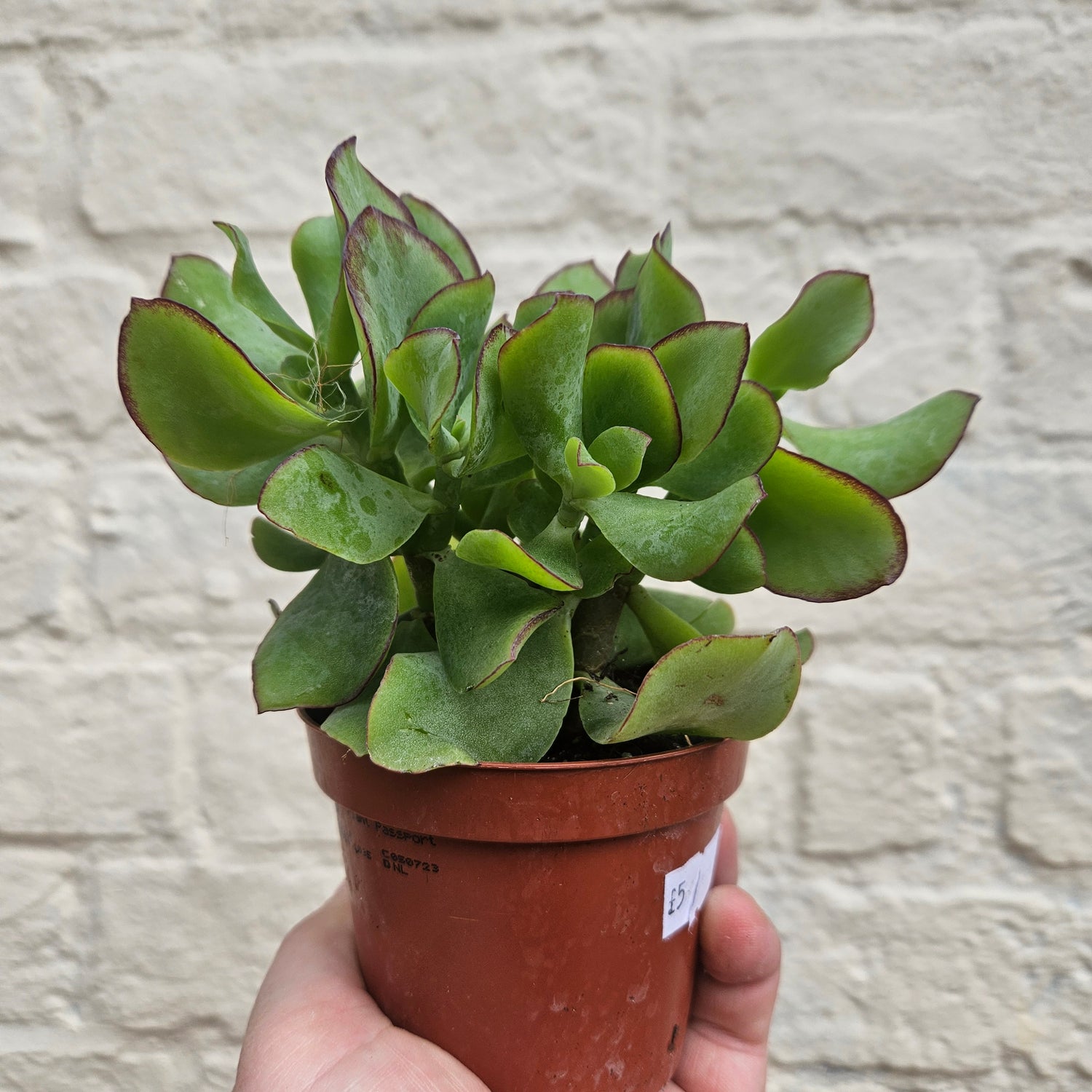 Crassula (Succulents) -Various Varieties