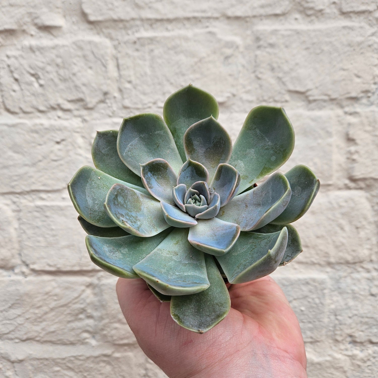 Echeveria (Succulents) - Various Varieties