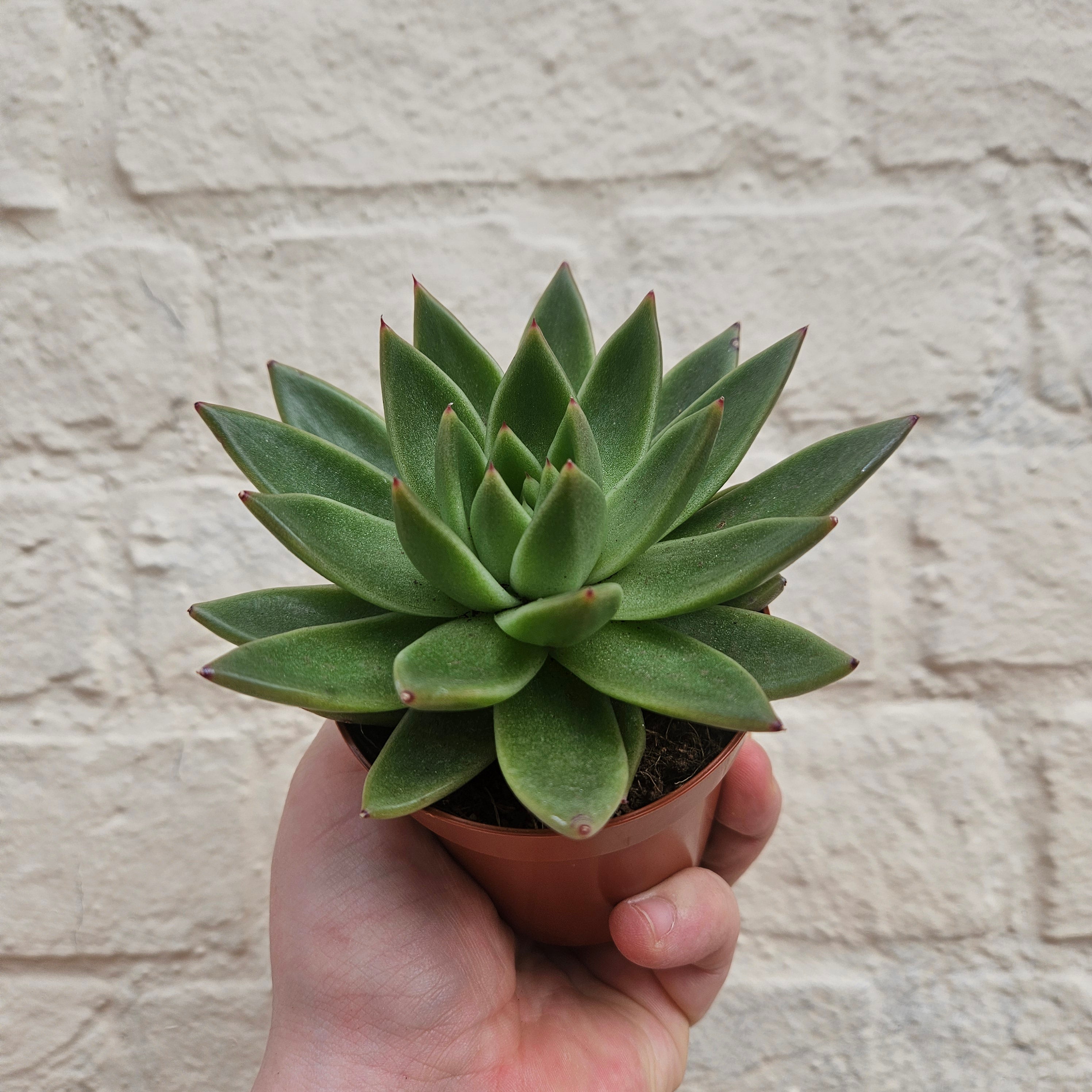 Echeveria (Succulents) - Various Varieties