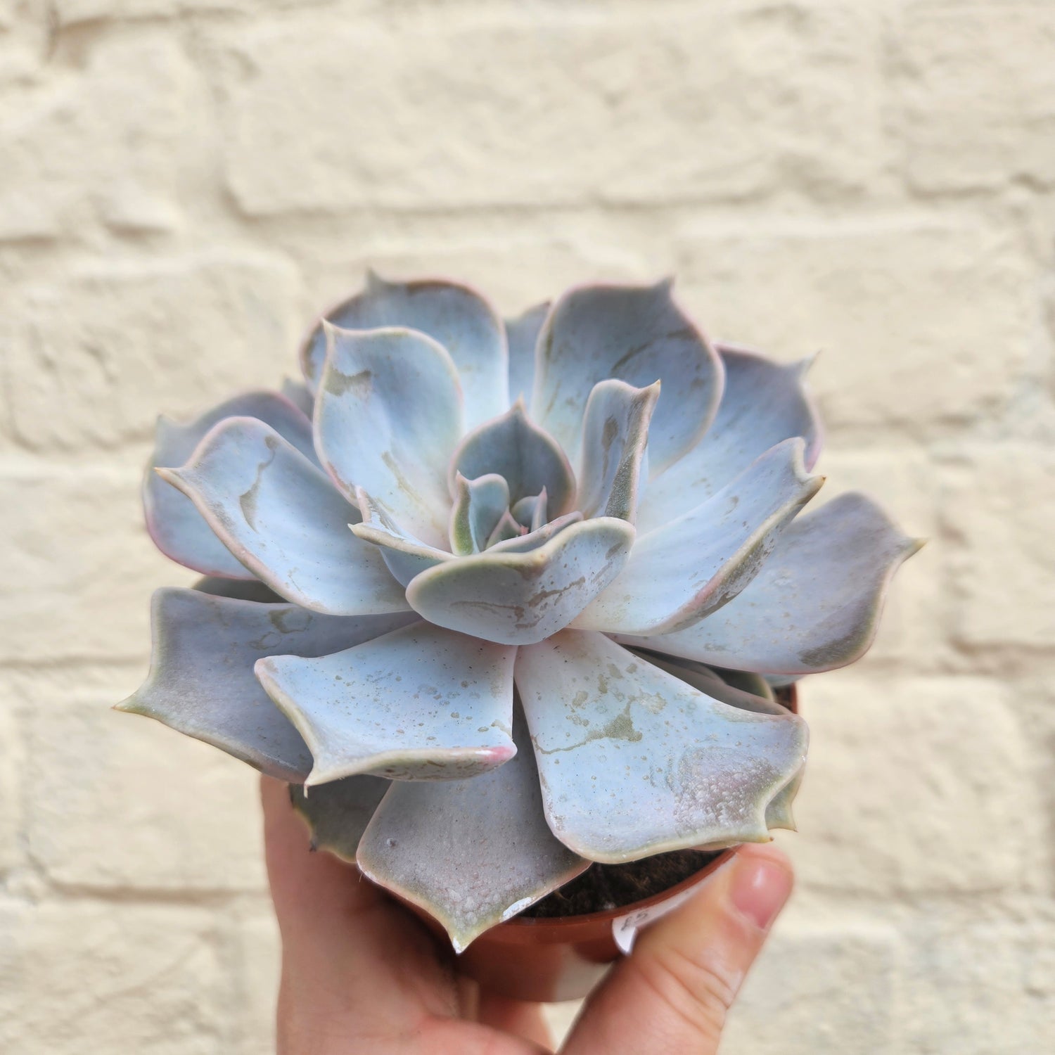 Echeveria (Succulents) - Various Varieties