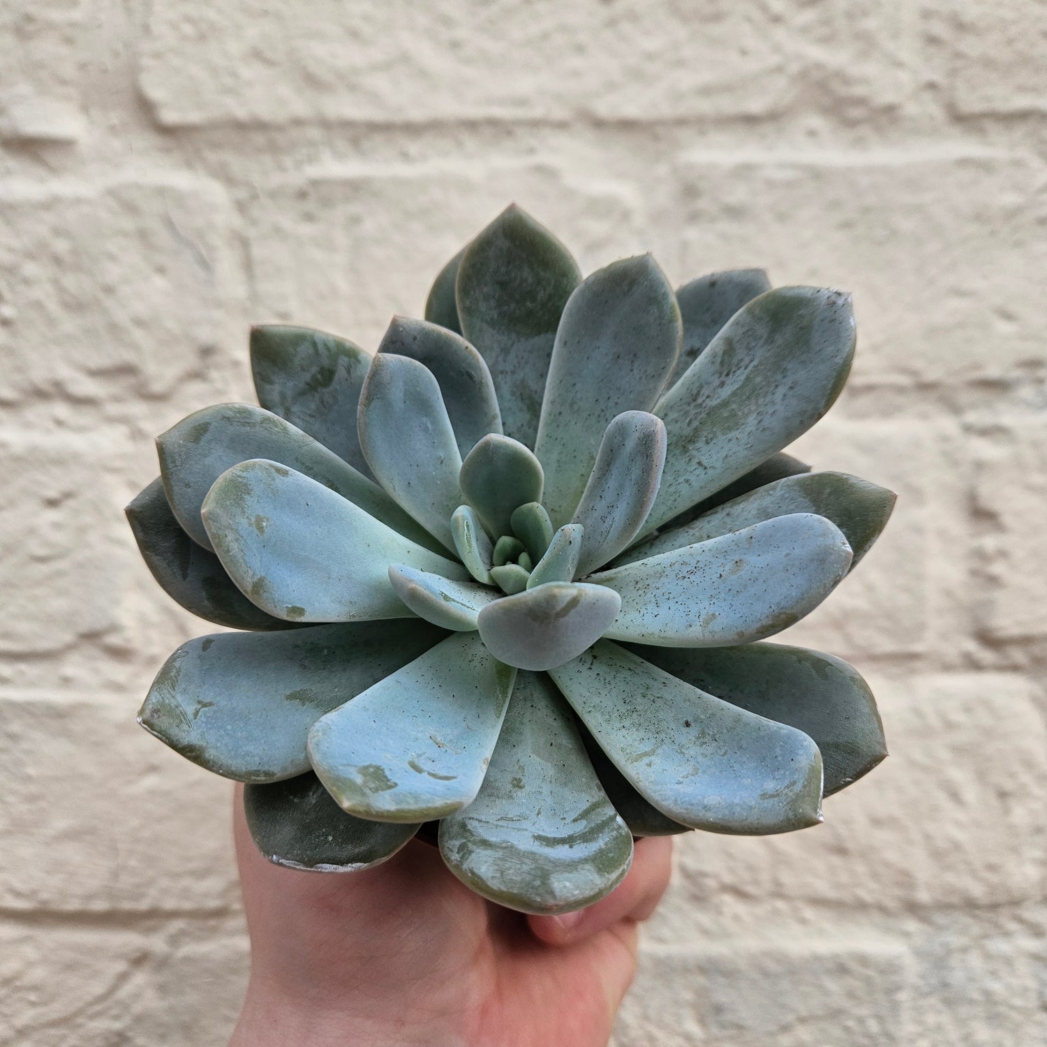 Echeveria (Succulents) - Various Varieties